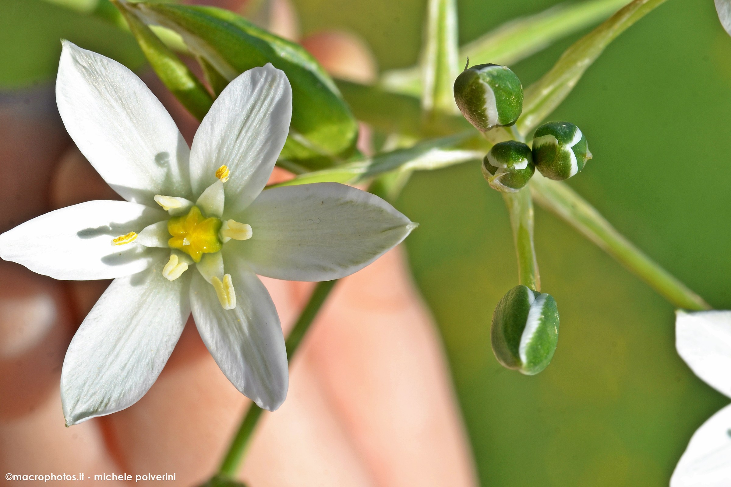ornithogalum gussonei