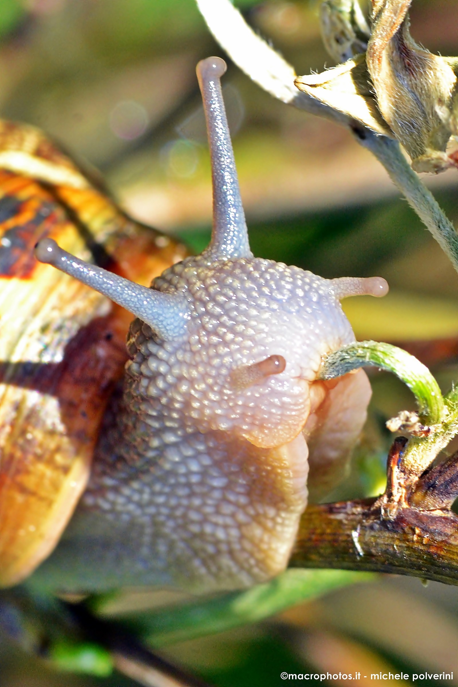 Cornu Aspersum foreground