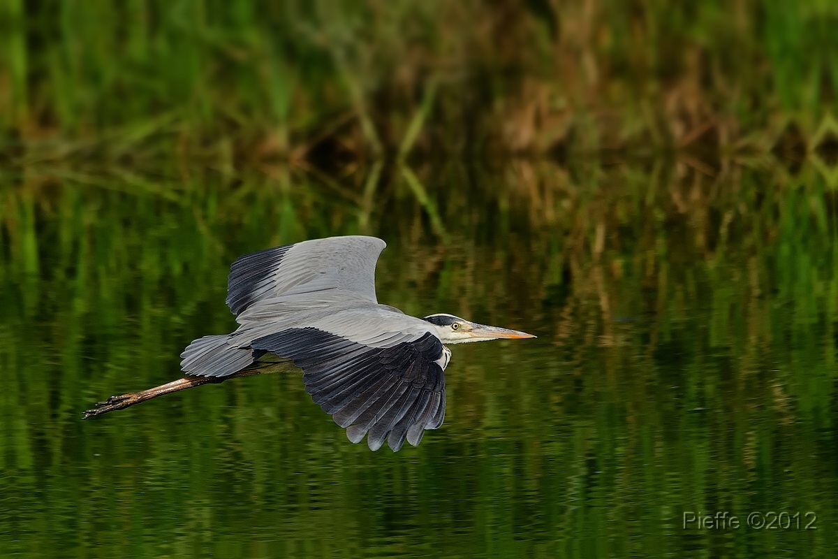 Grey Heron ...