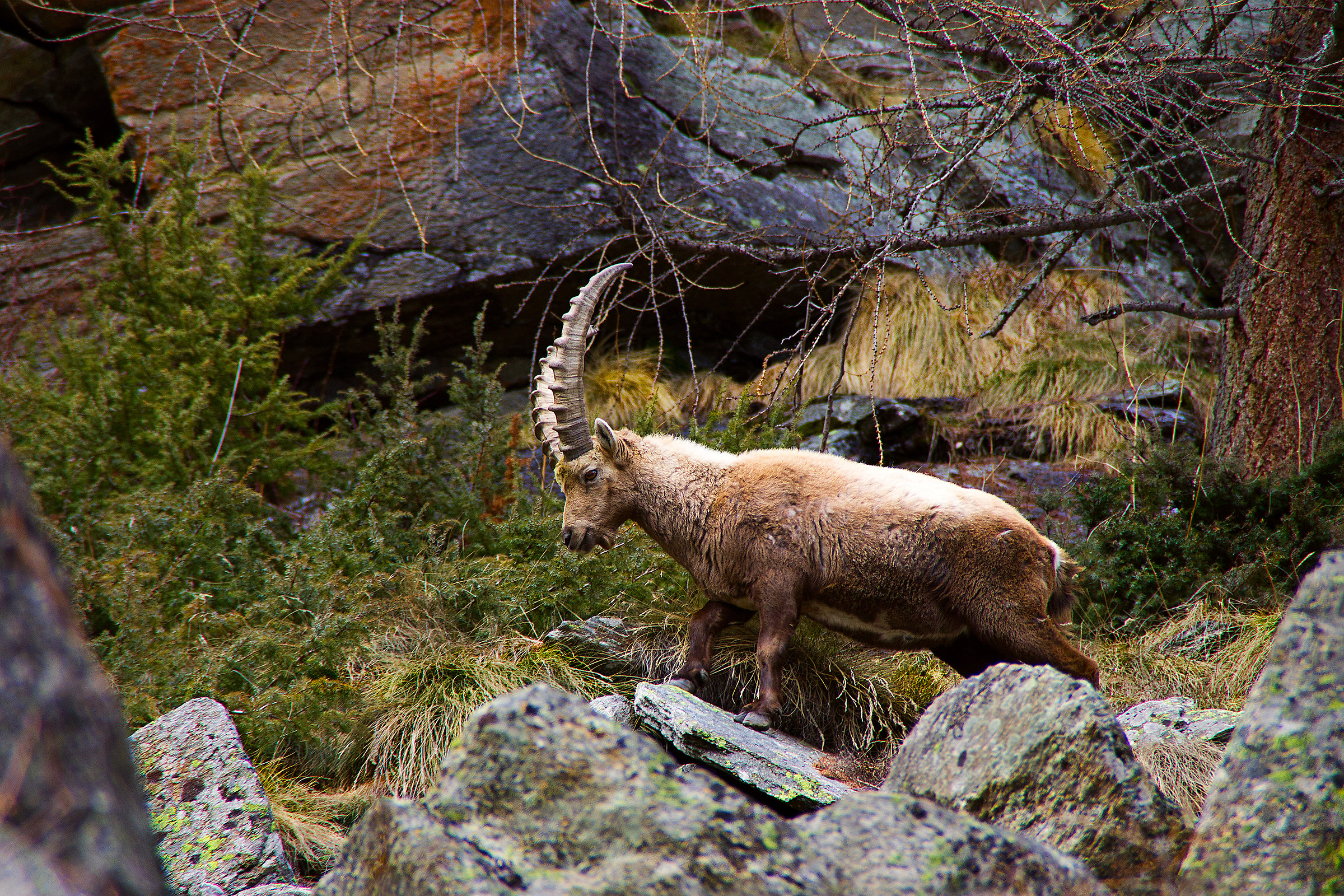 ibex