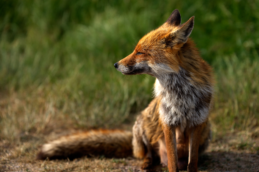 Red fox