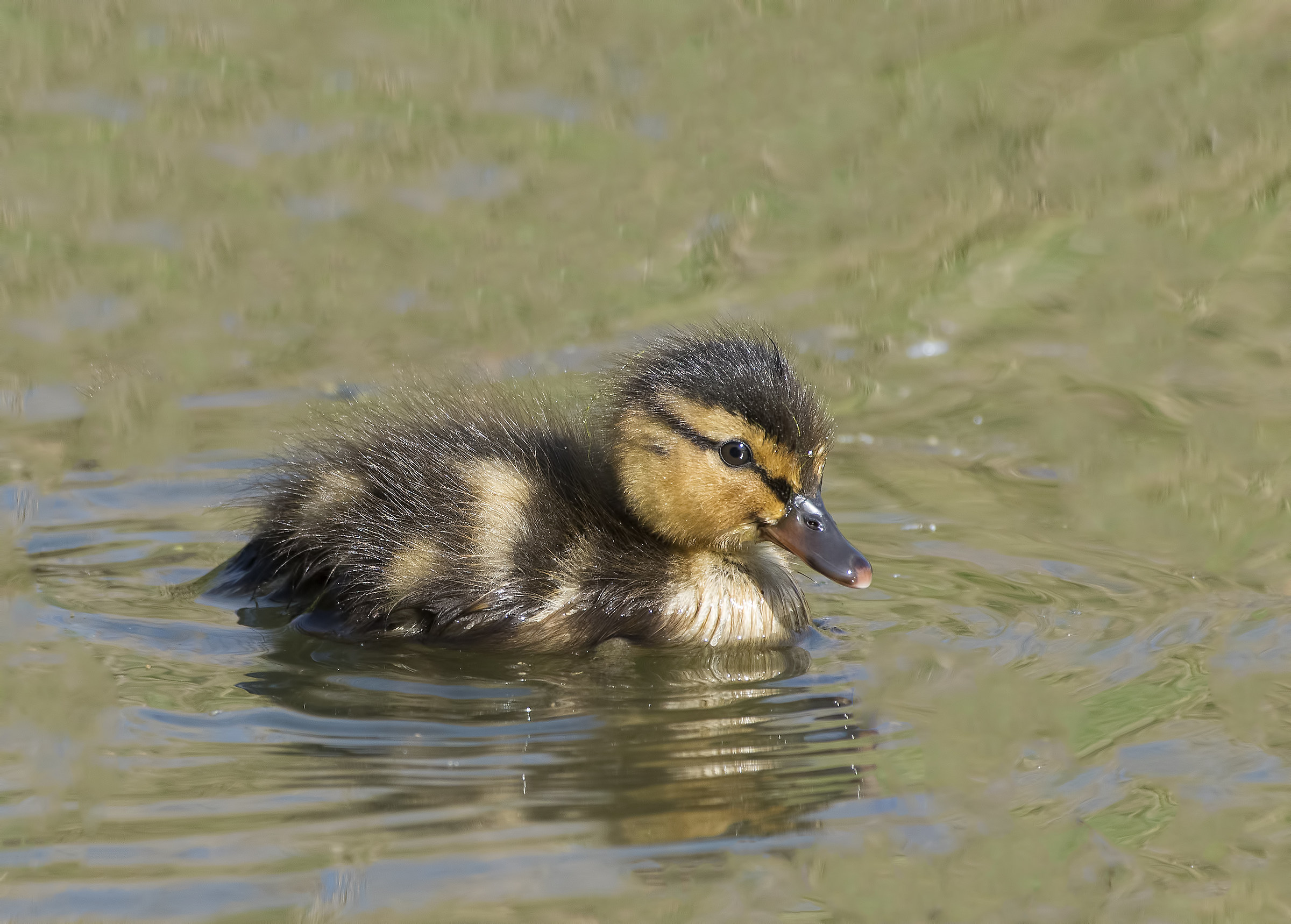 Now they are small ... aspera you a bit 'and you will se...