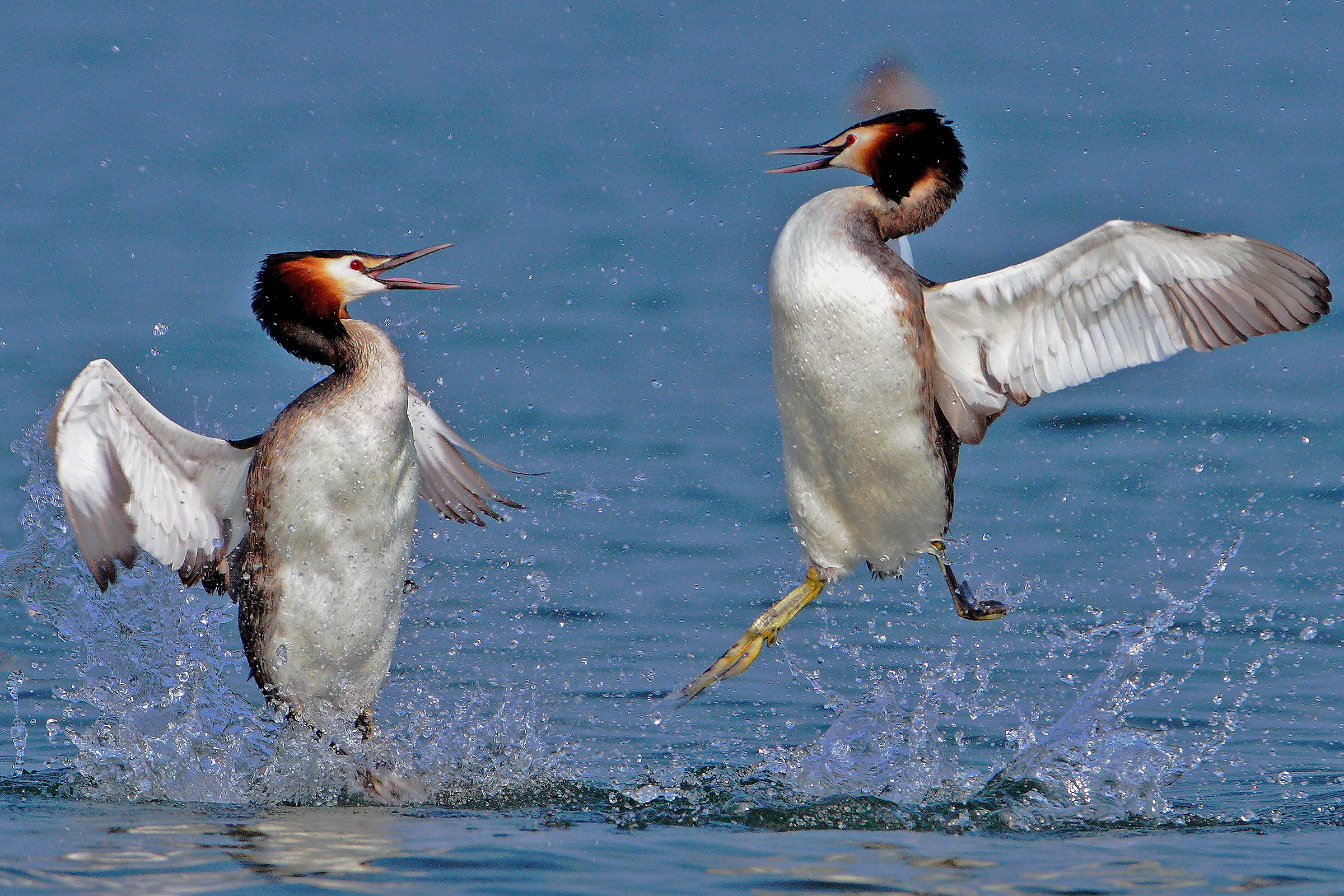 aerial fight between grebes