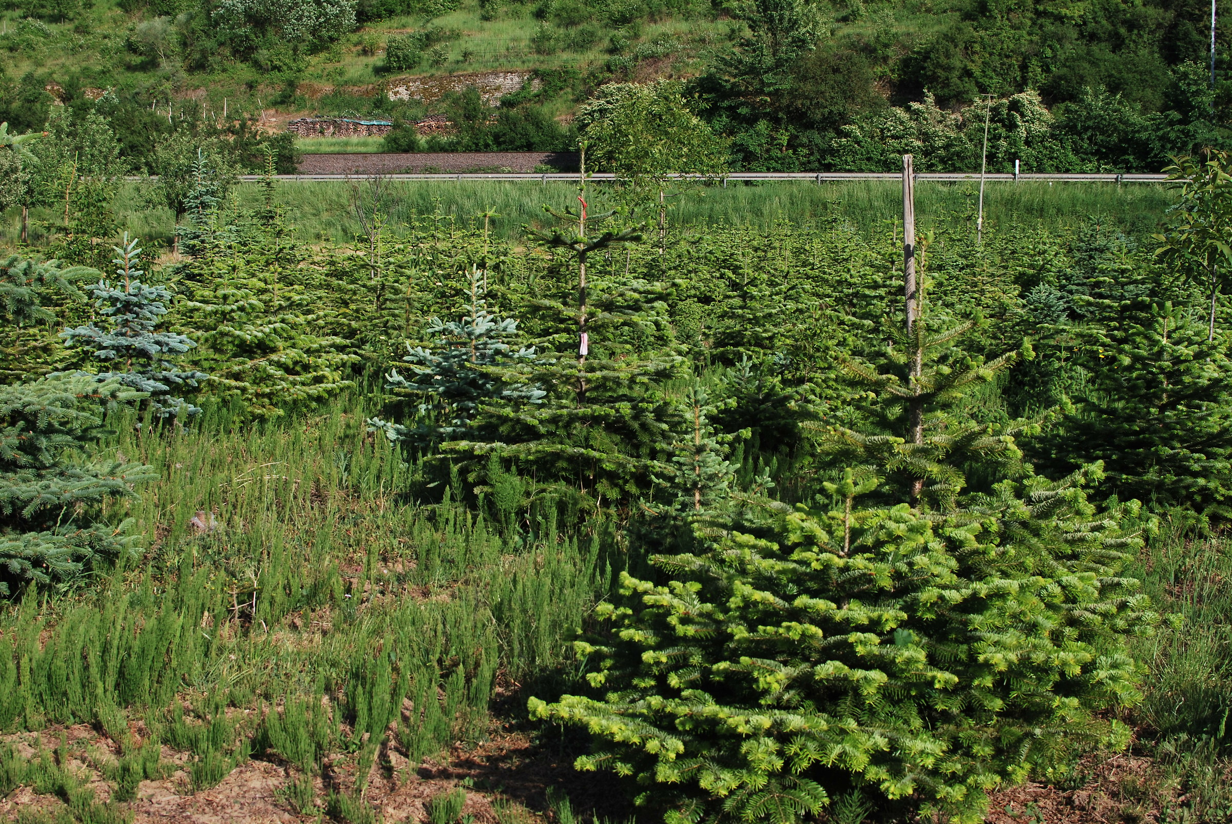 alberi di Natale crescono