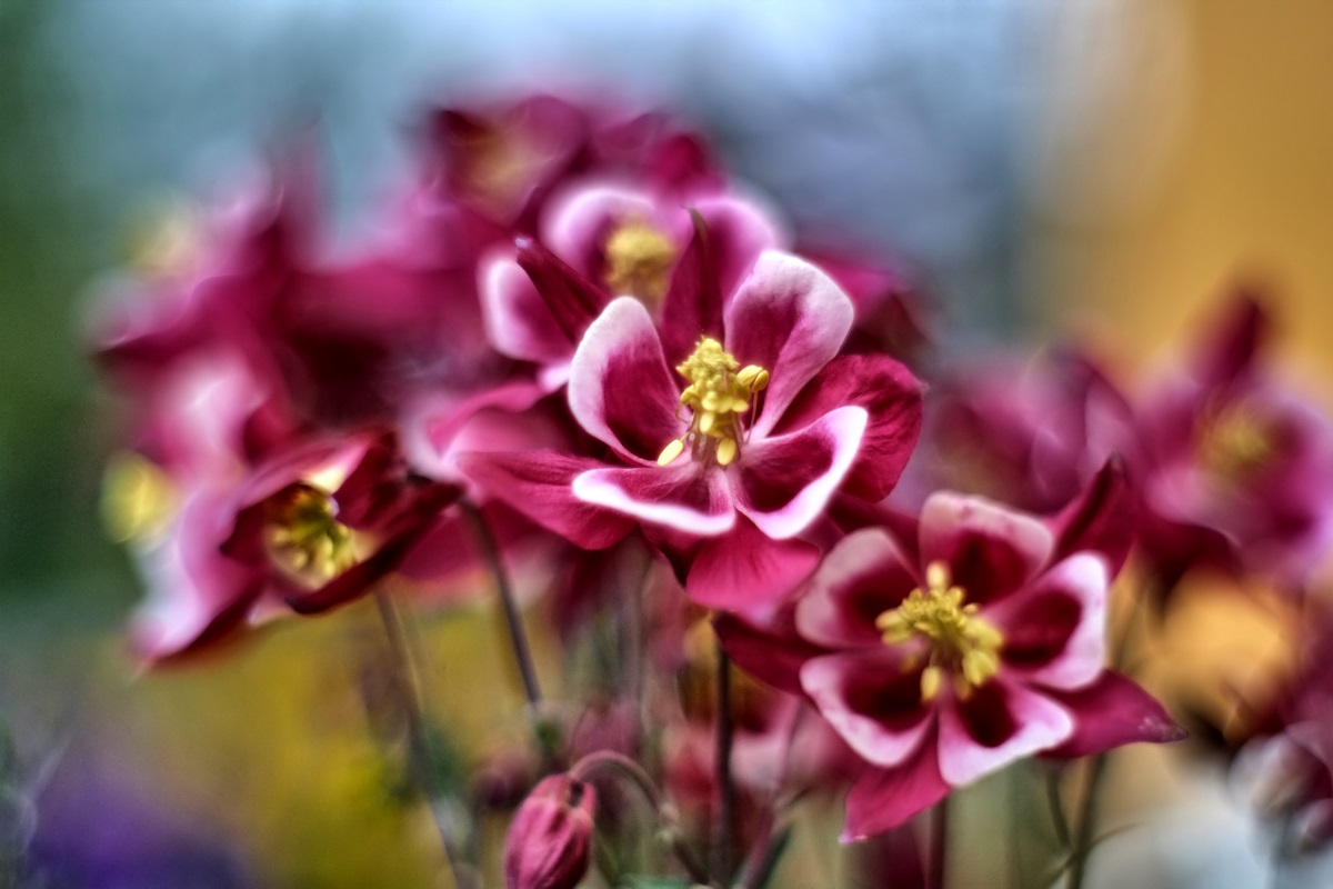 Aquilegia caerulea Rose Queen Columbine