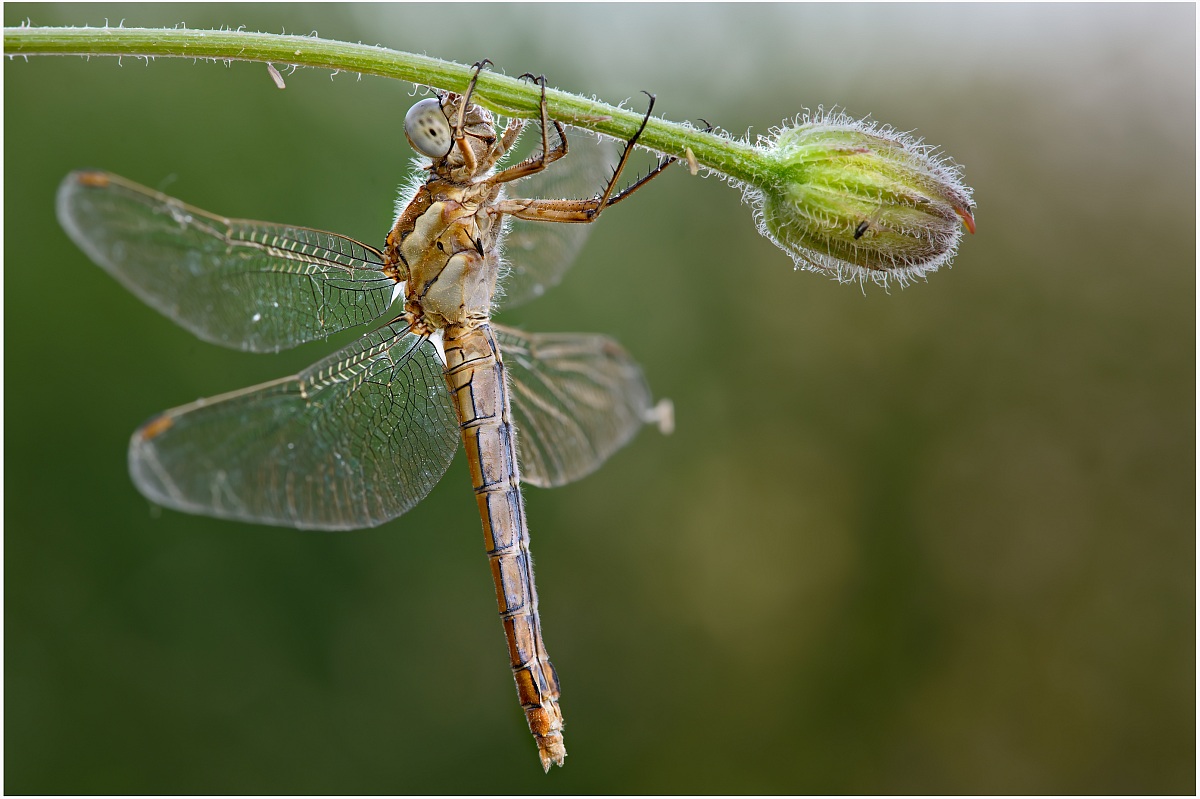 Orthetrum brunneum