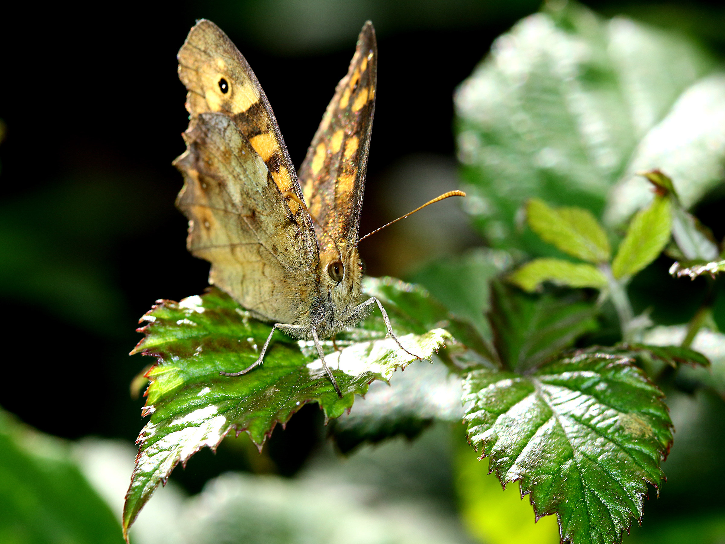 Sicily- What kind of butterfly?!