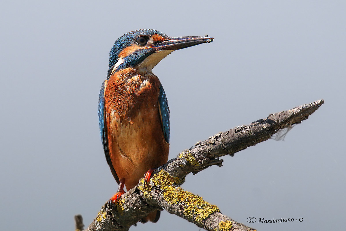 Martin pescatore (Alcedo atthis)