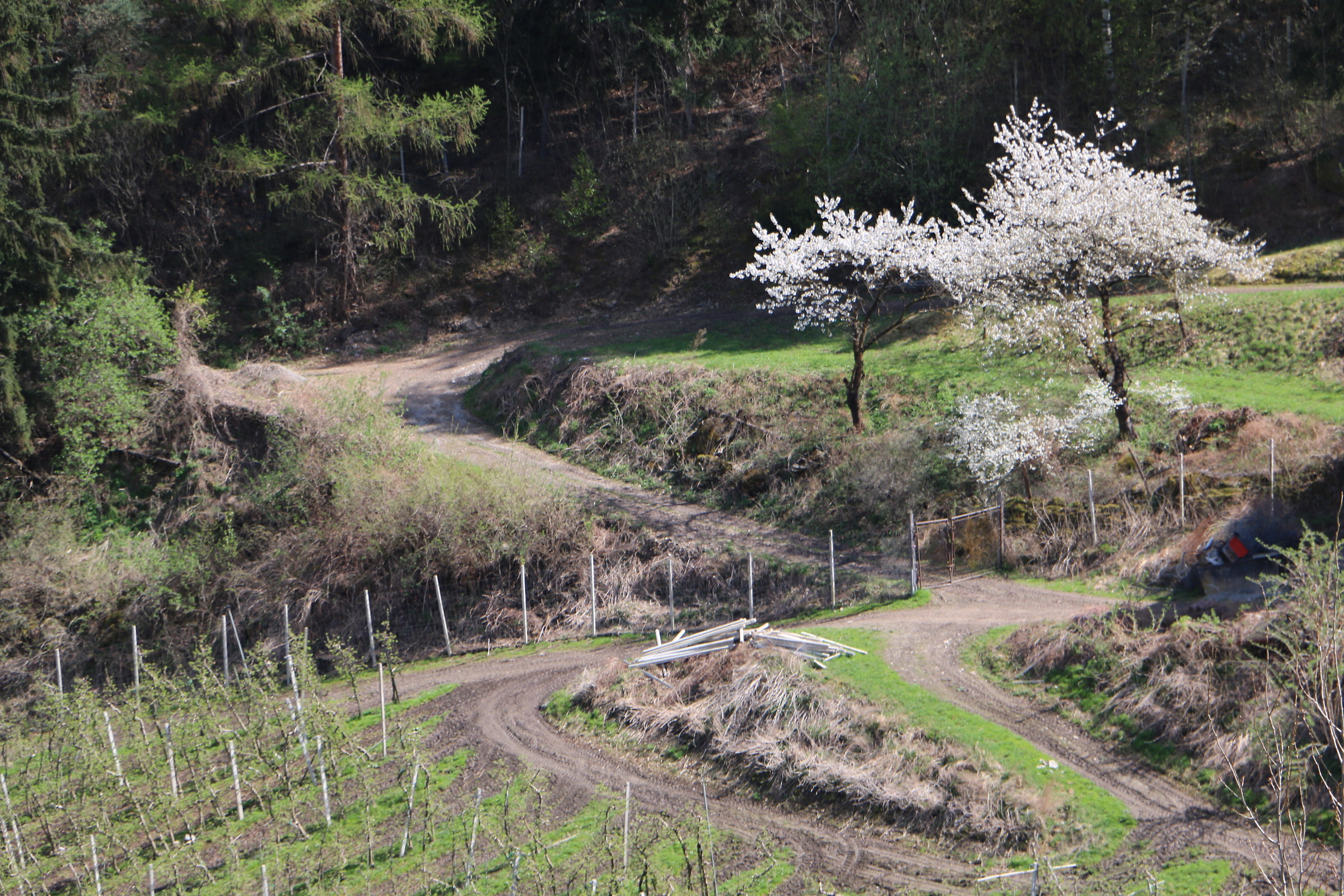 Pear in bloom near Laces