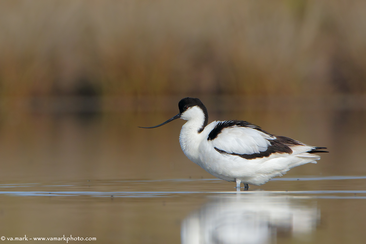 avocet