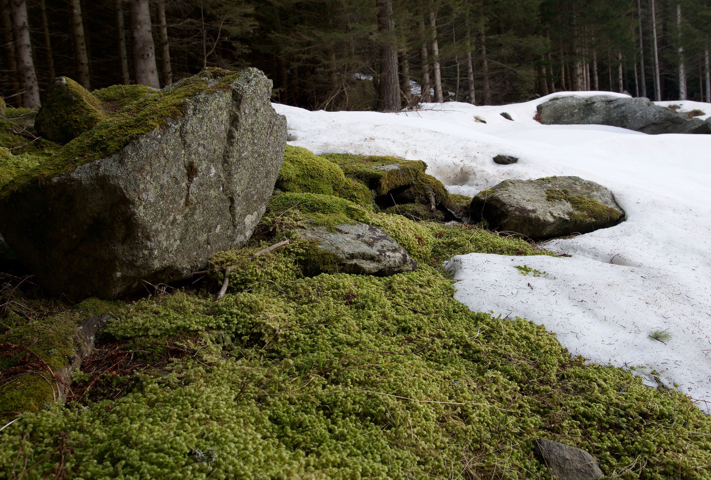 Incontro tra primavera ed inverno