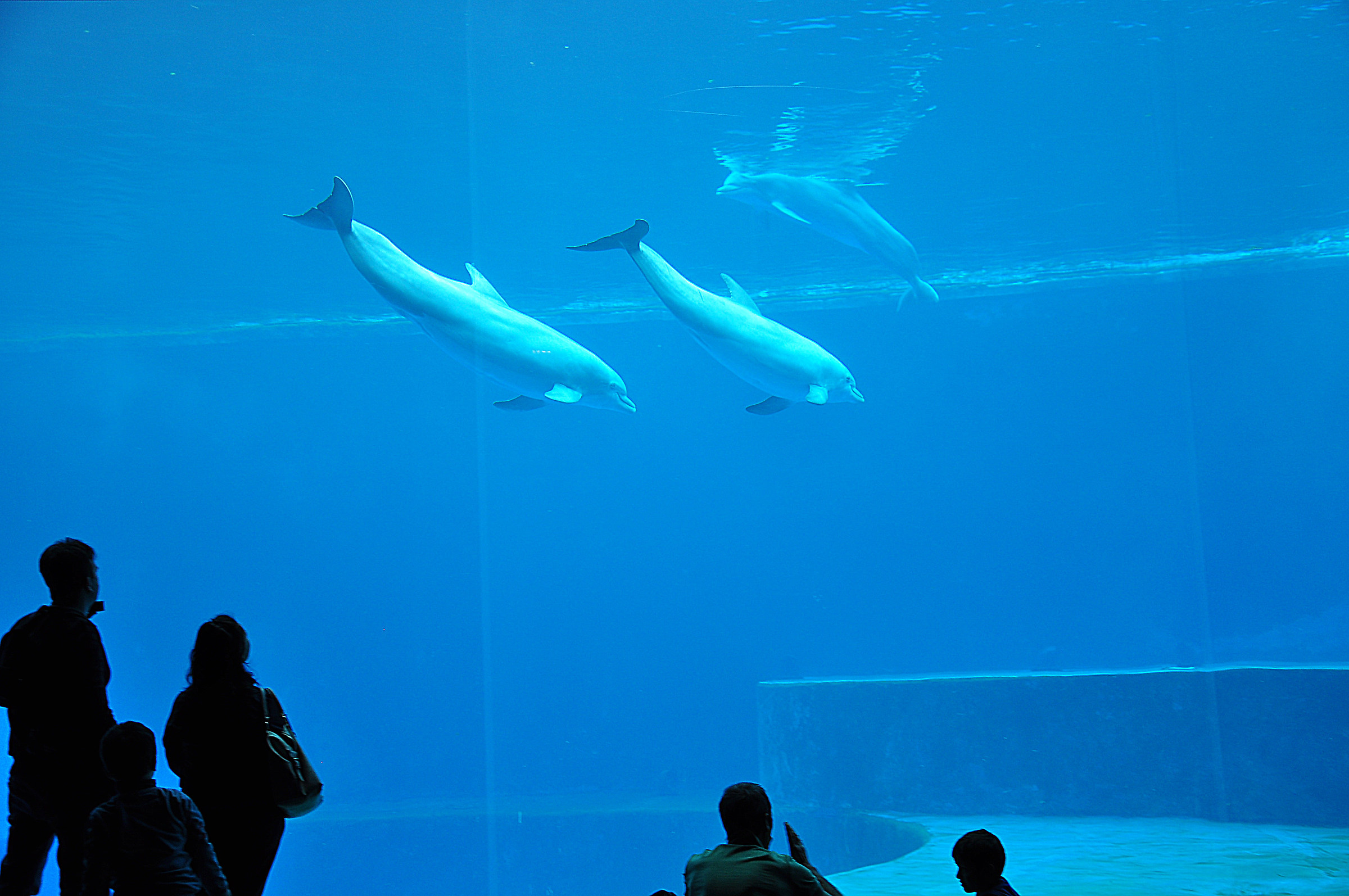 dolphins and silhouettes
