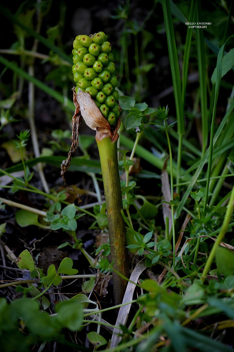 Nature's magnificence