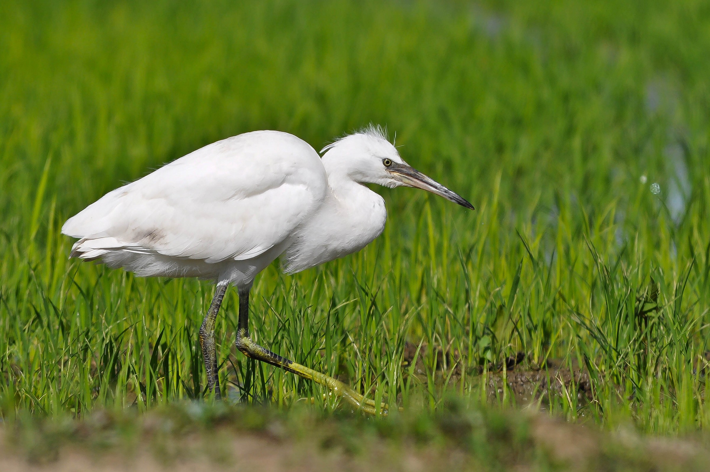 young Egret