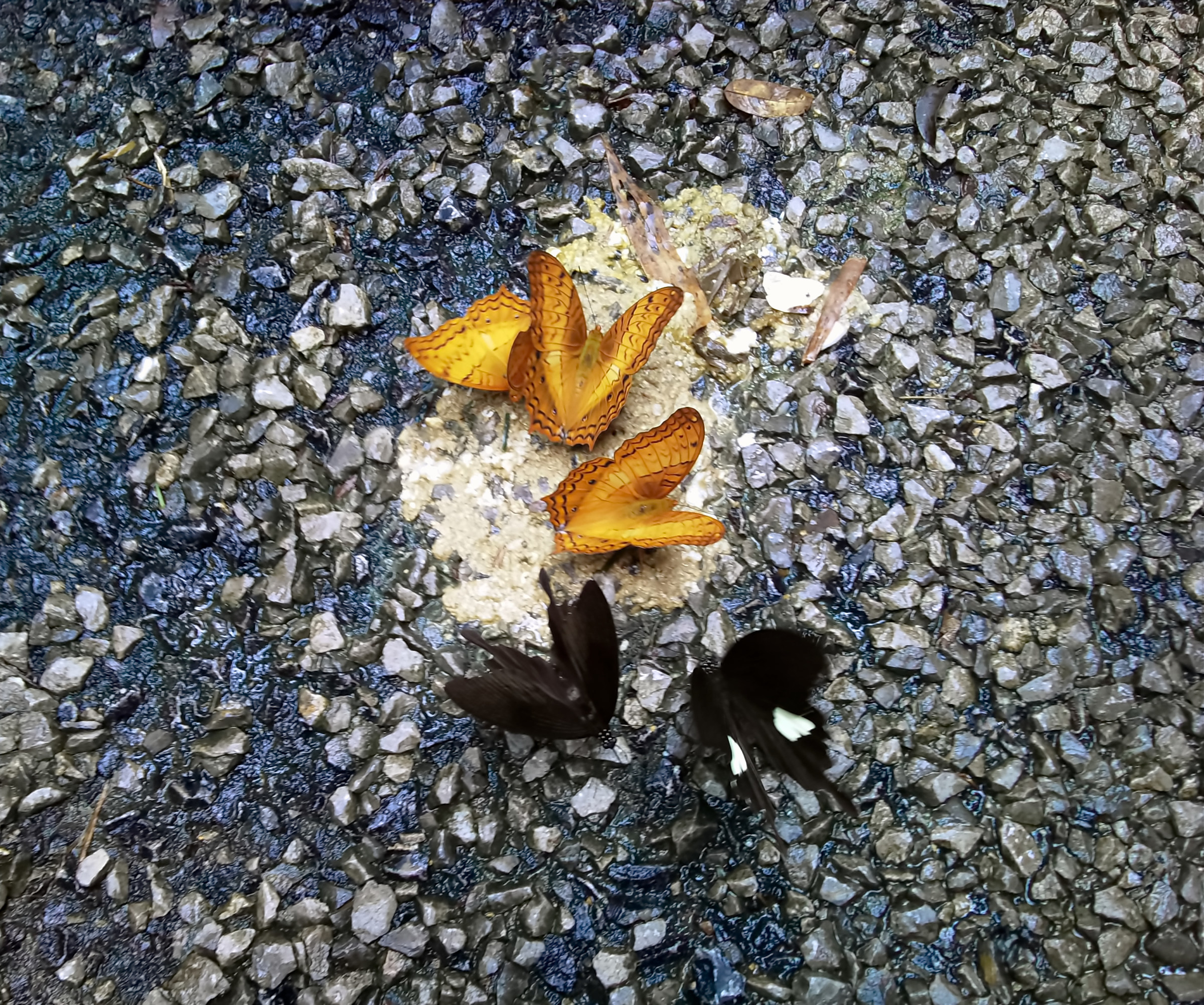 Farfalle nere e gialle