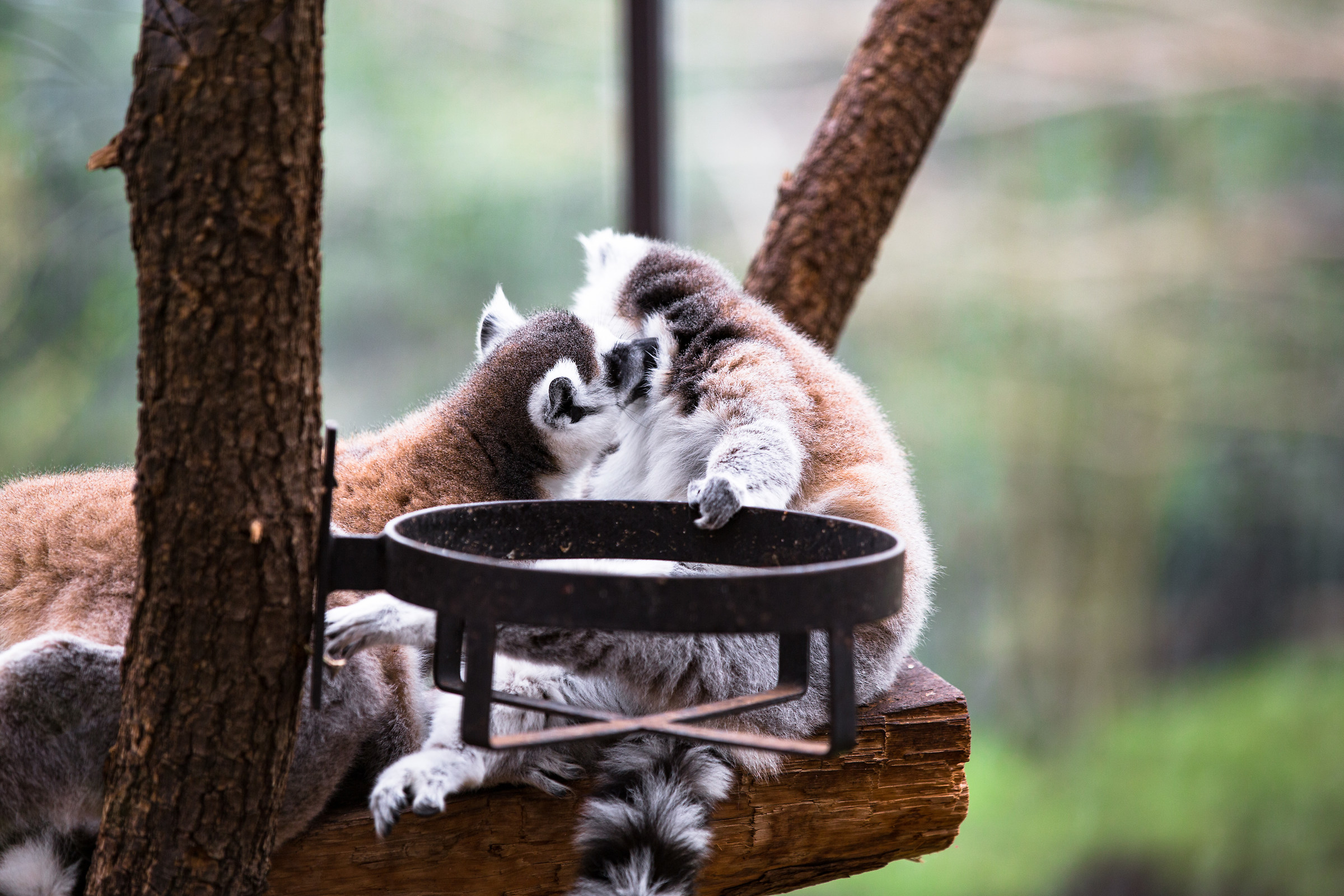 A moment of pampering