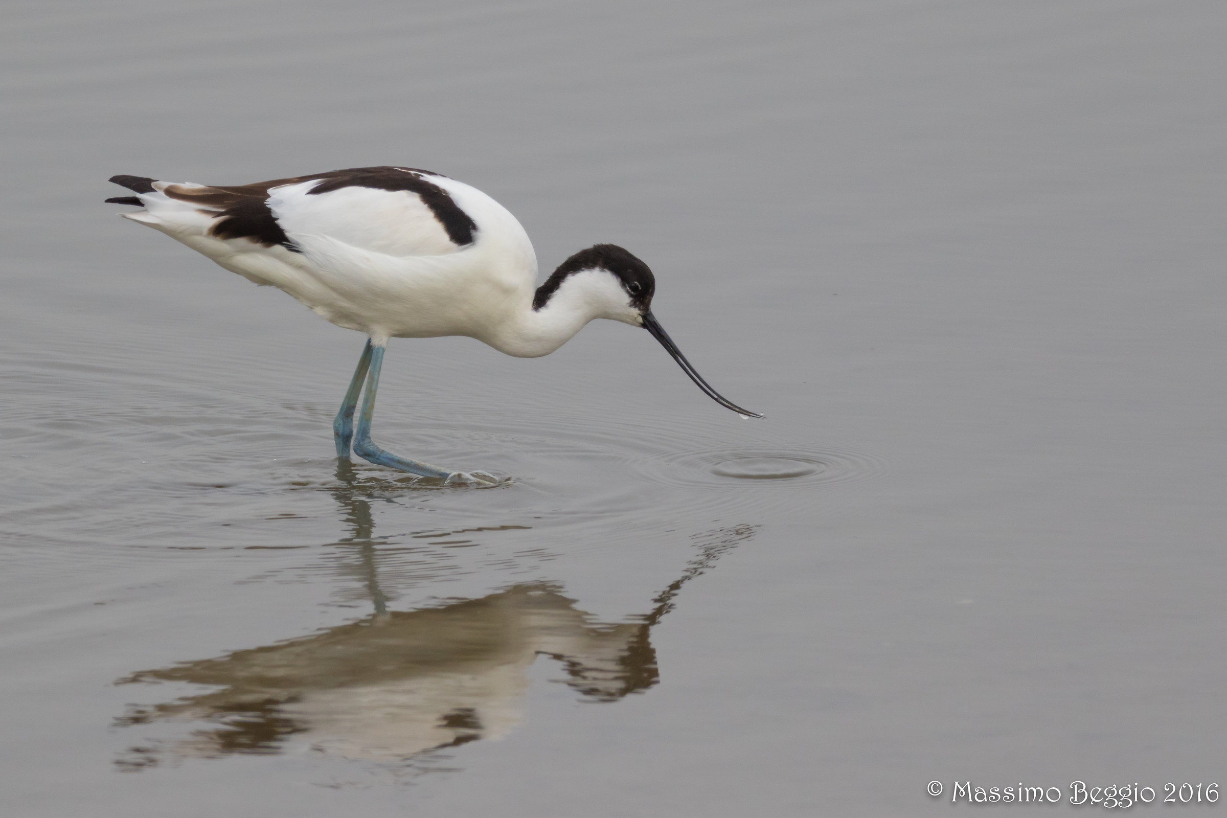 avocet