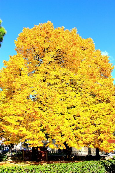 a touch of light in a dull country ..