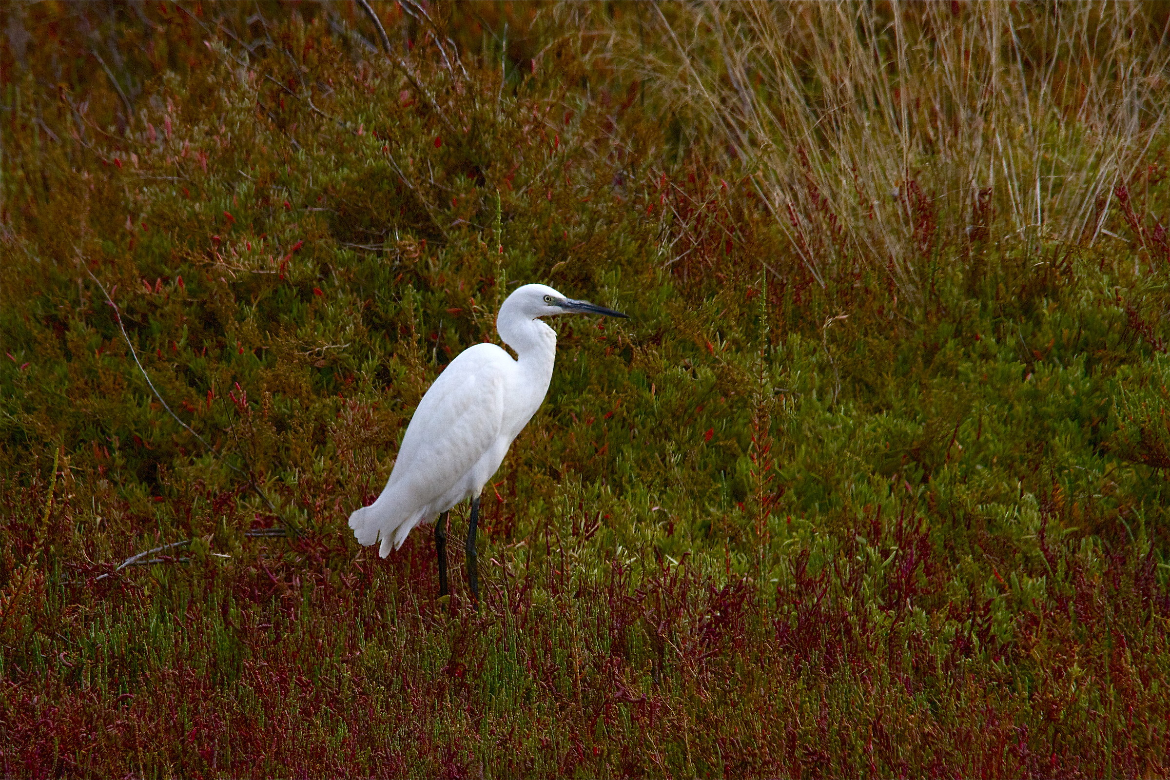 October saltworts and egret