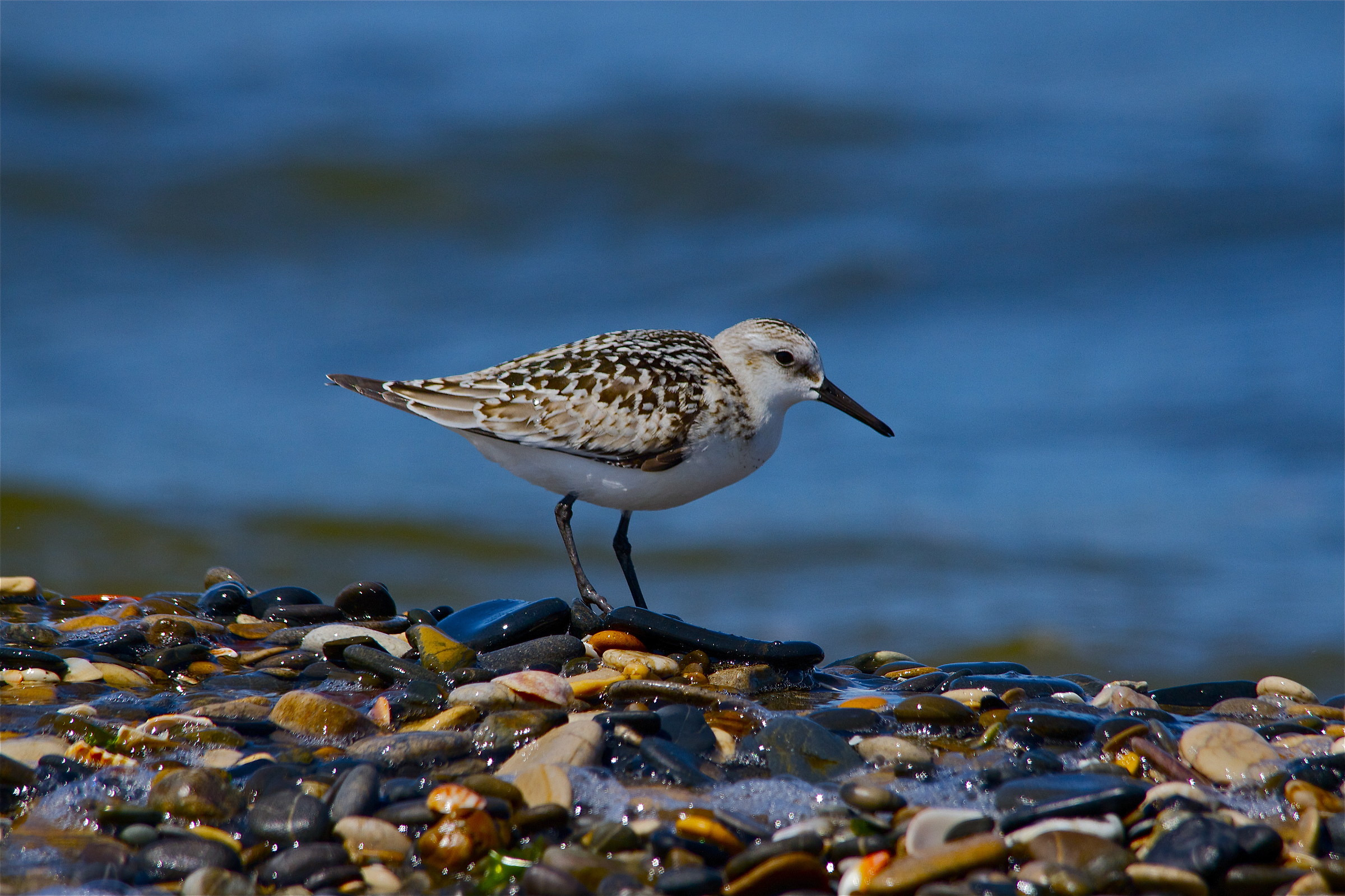 the cobblestone collector