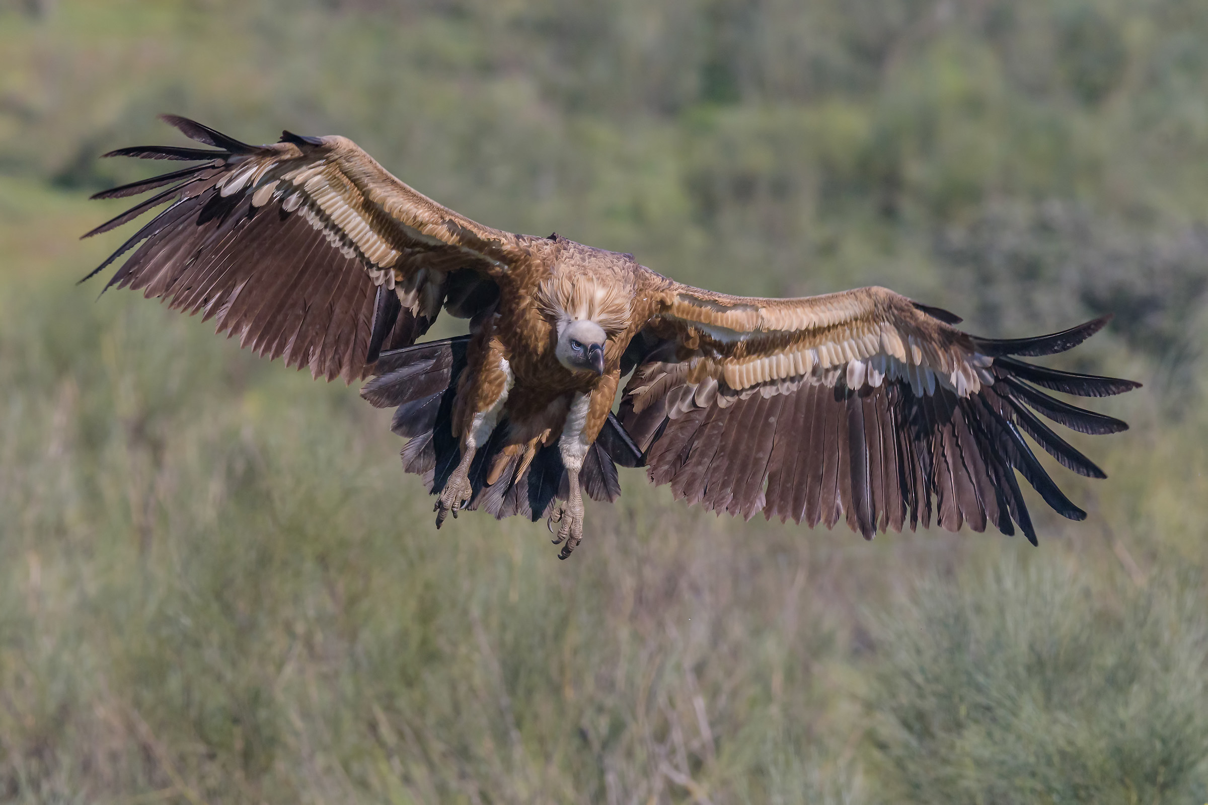 The majesty of the griffin