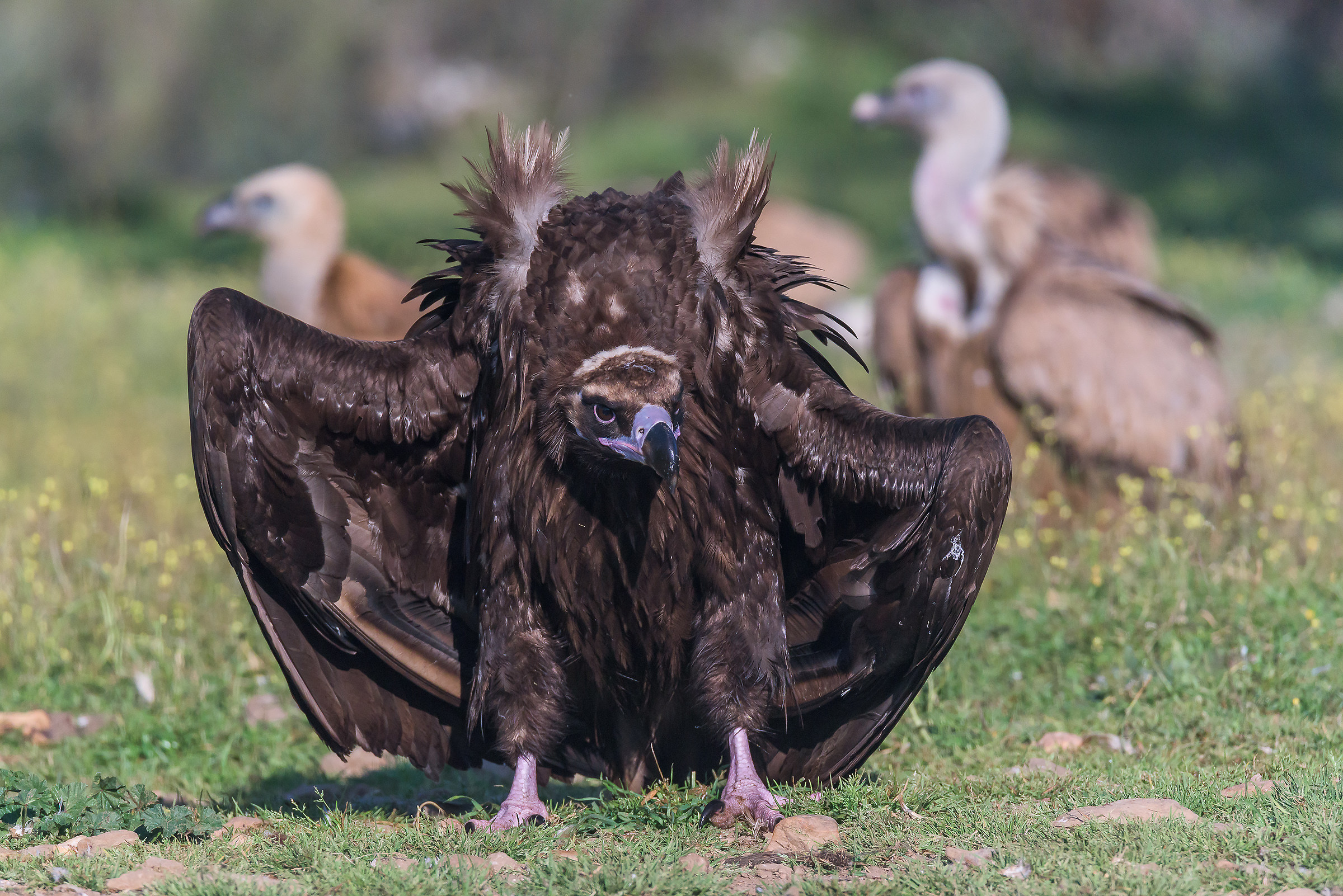 I am the count Draculaaaa !!!! Miiiiiiiiii :)