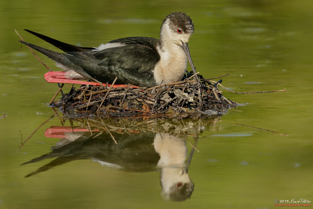 Knight of Italy (Himantopus himantopus)