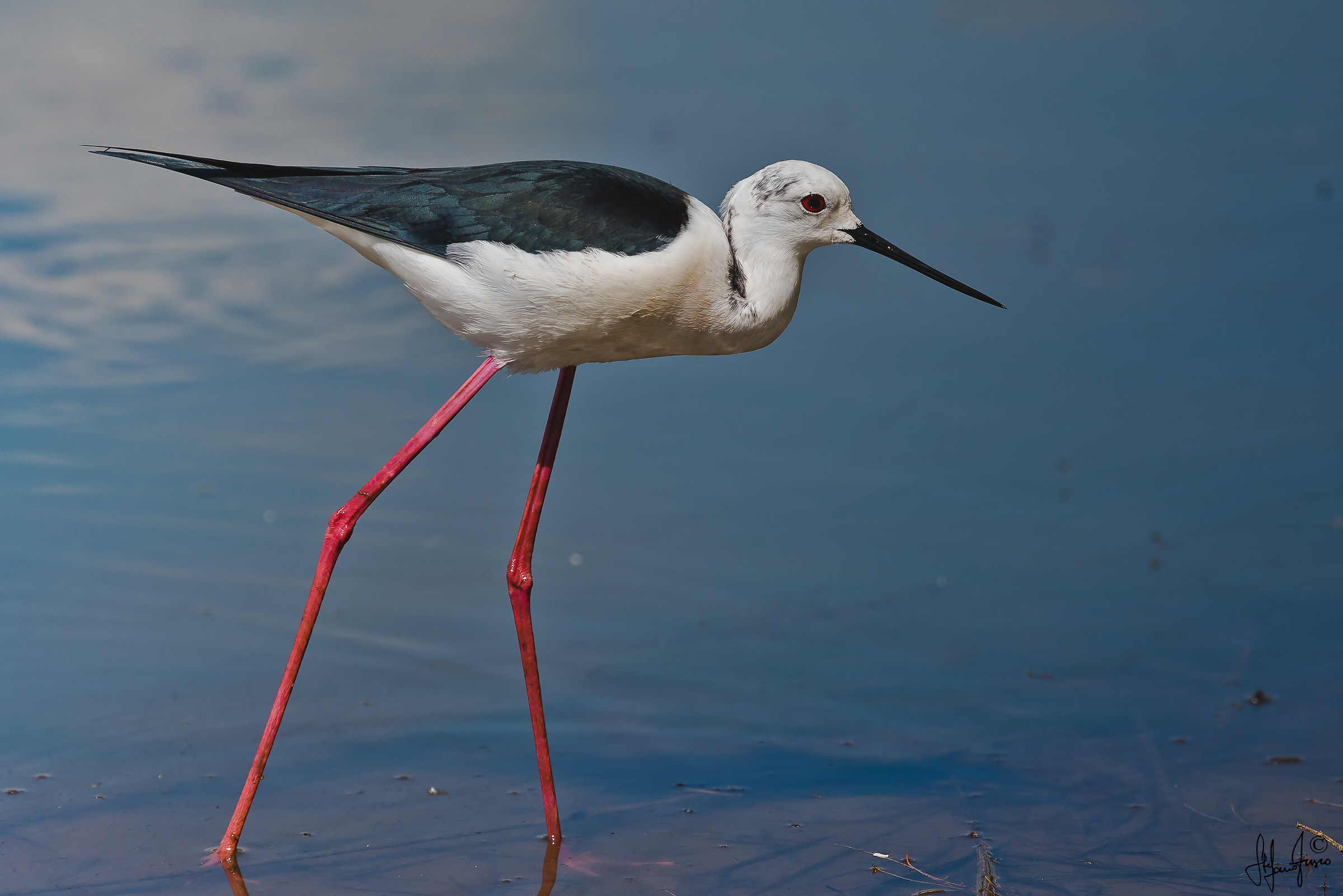 Cavaliere d'Italia-0504