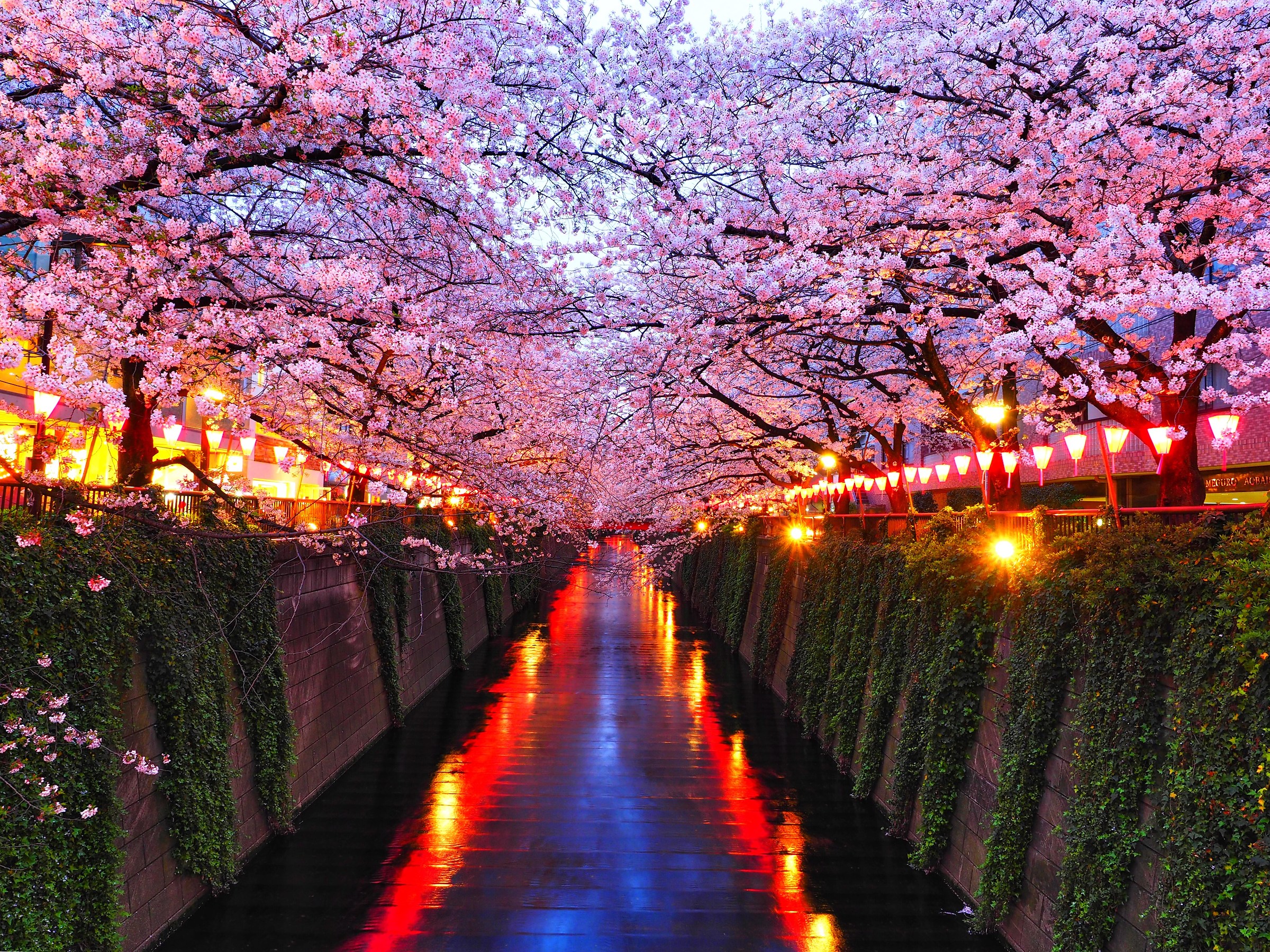 Channels and cigliegi in tokyo