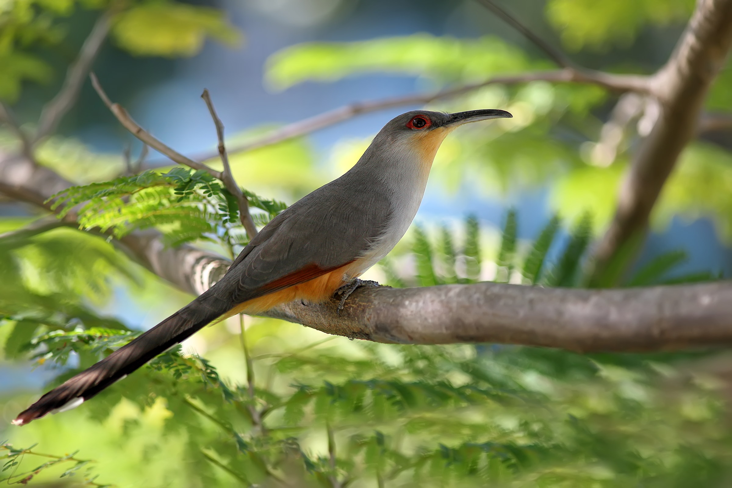 Saurothera longirostris Hispaniolan-Lizard Cuckoo