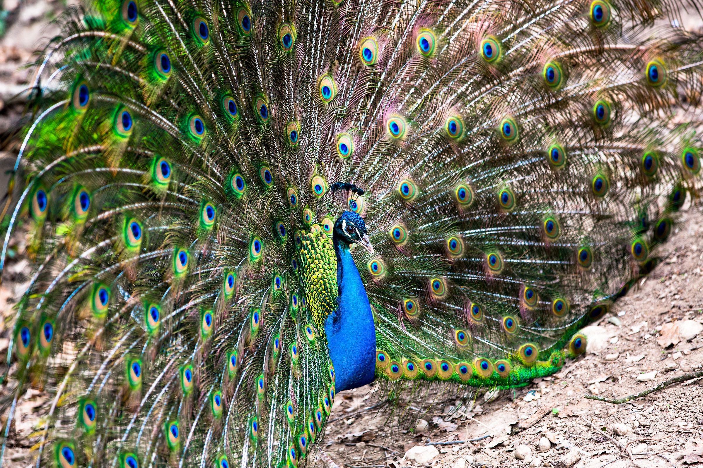 I envelop you in colors