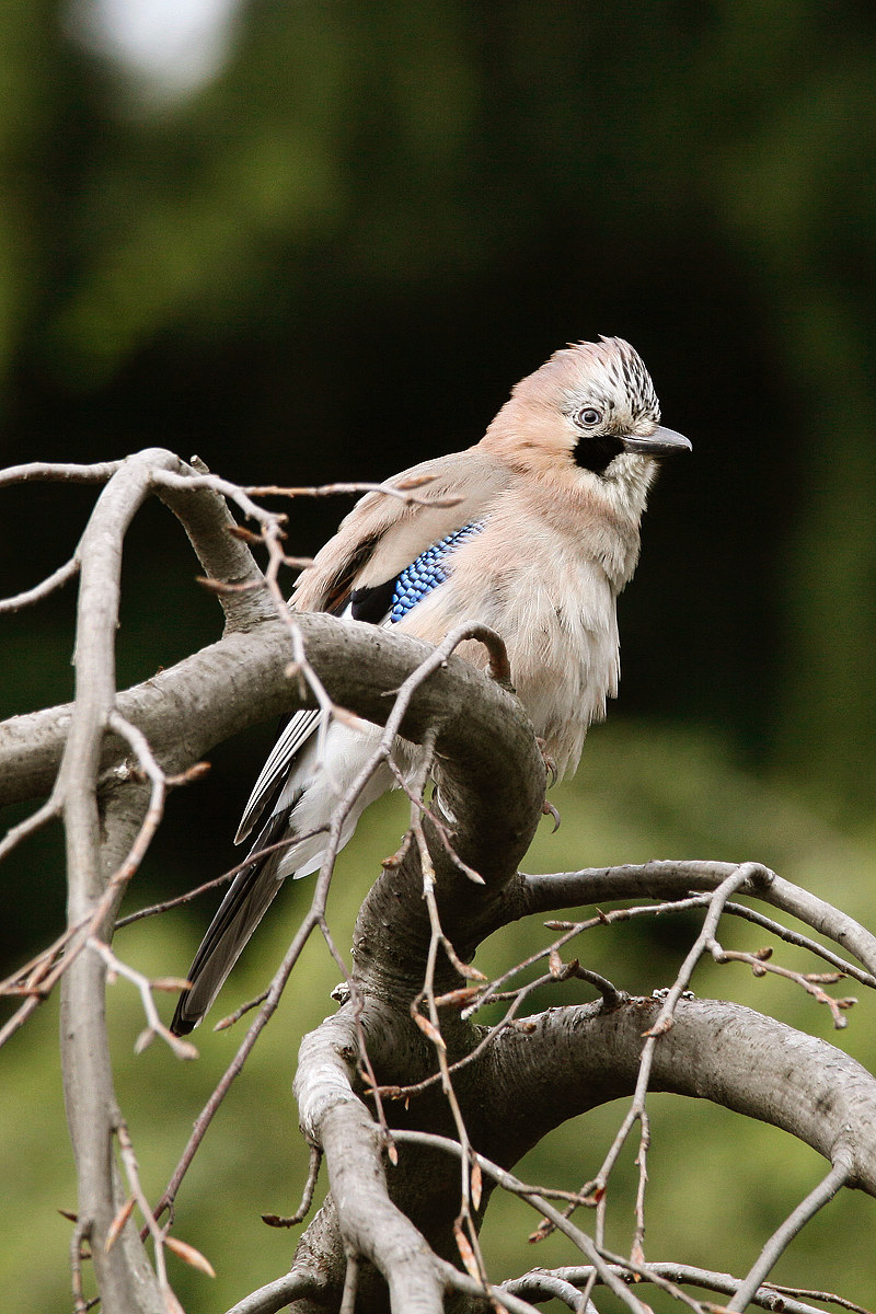 Gradita visita - ghiandaia