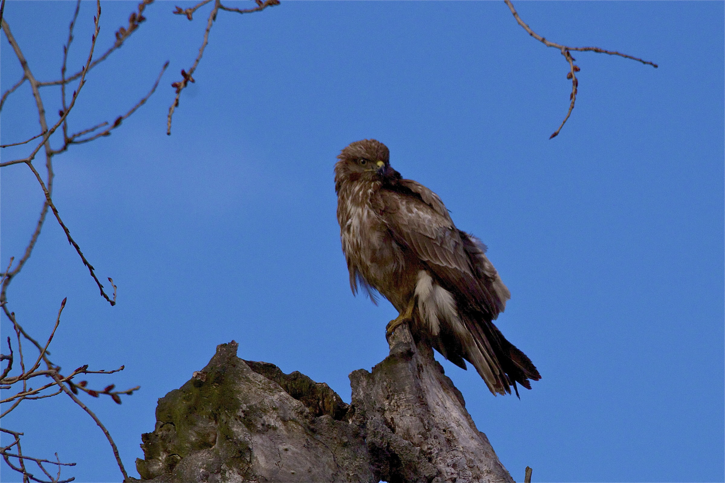 buzzard grim 1