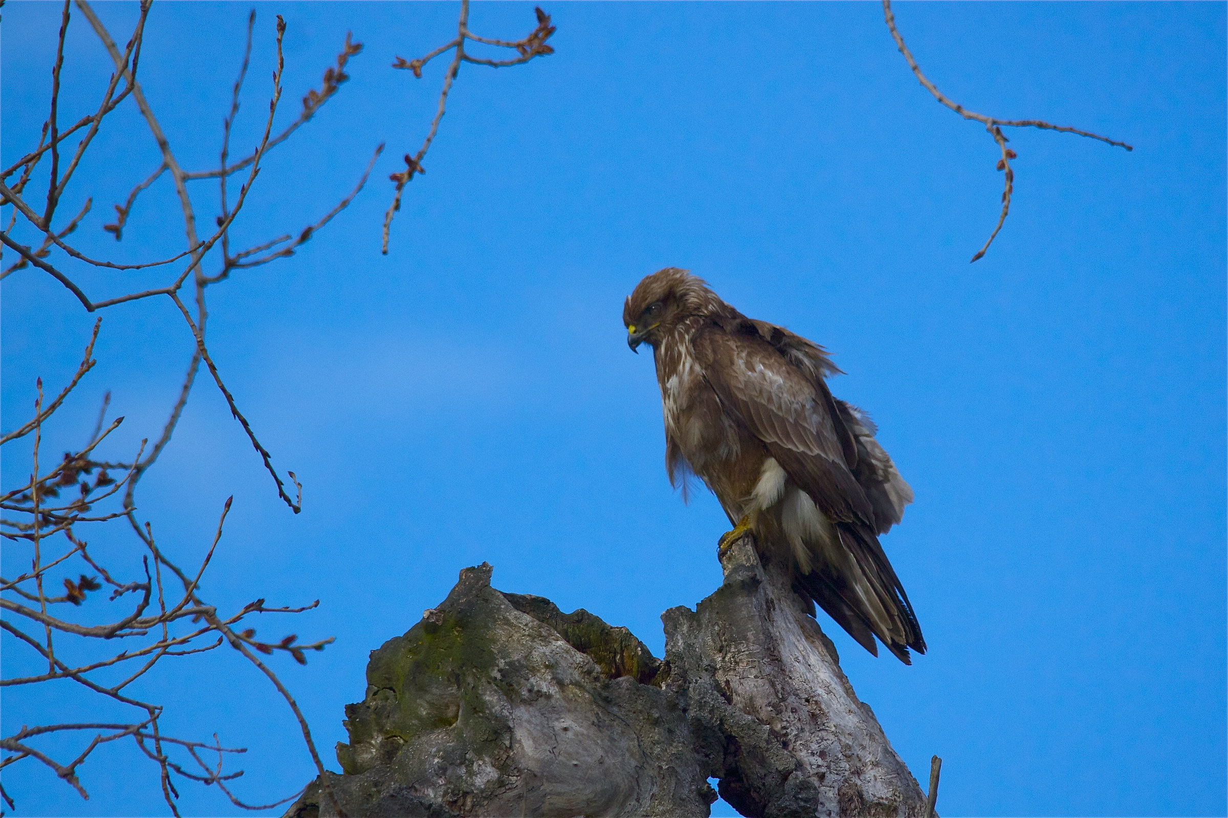 buzzard grim 2