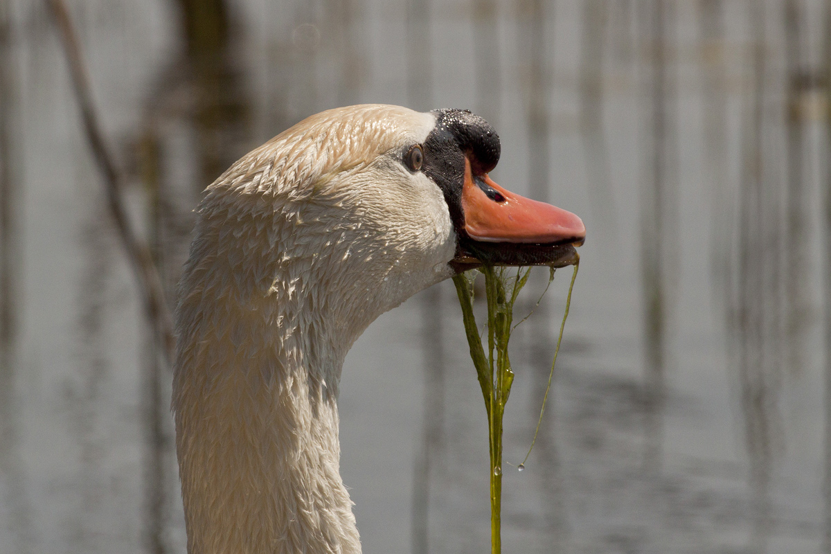 Mute Swan