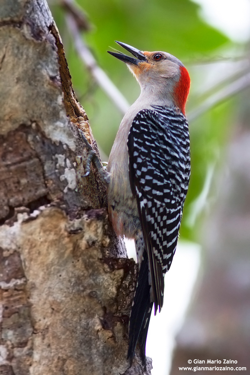 Woodpecker panciarossa