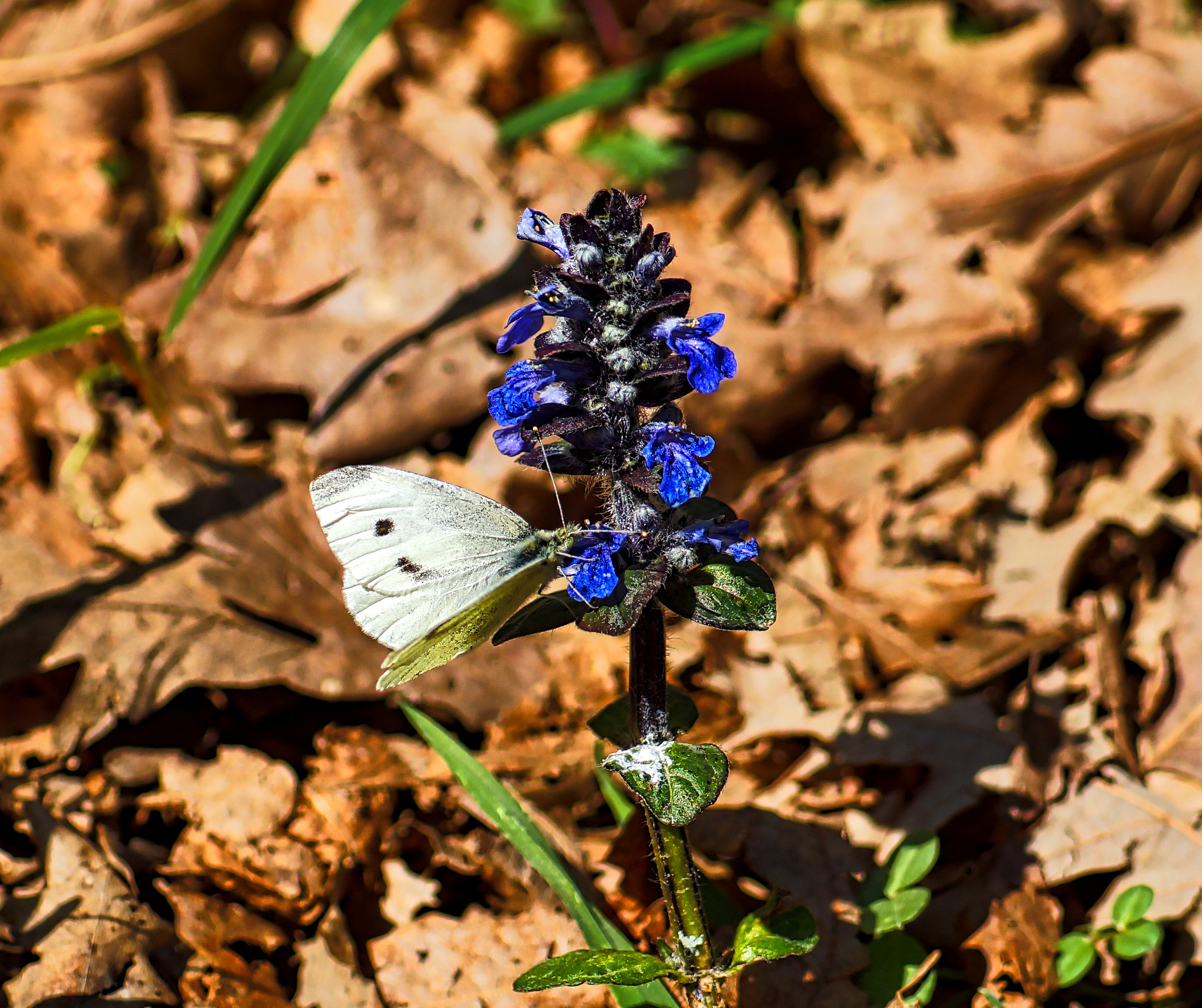 Vivere non basta, devi avere la libertà e un fiore