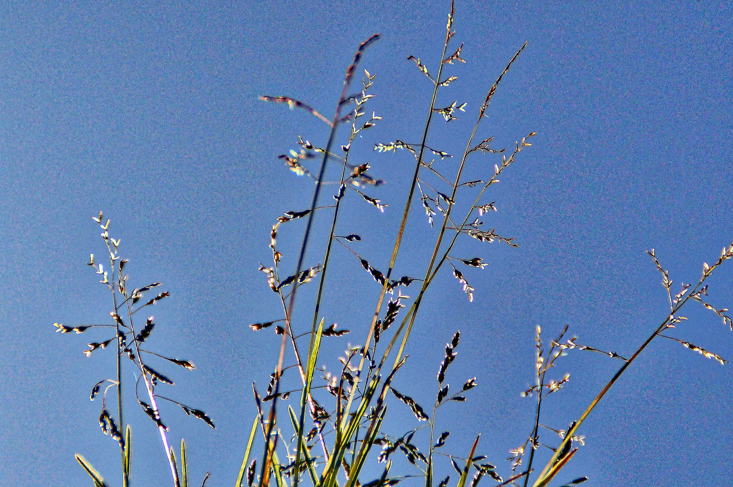 Potranno tagliare tutti i fiori, ma non la primavera