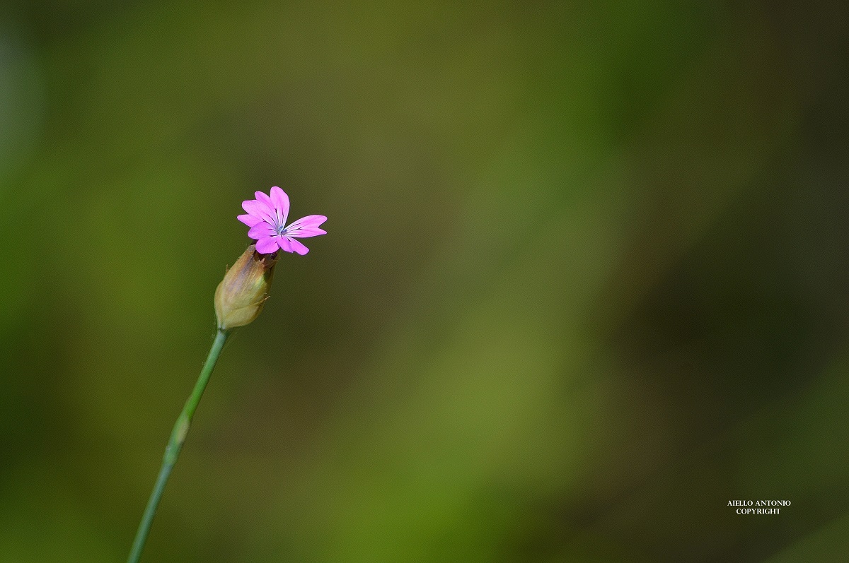 Nature's magnificence