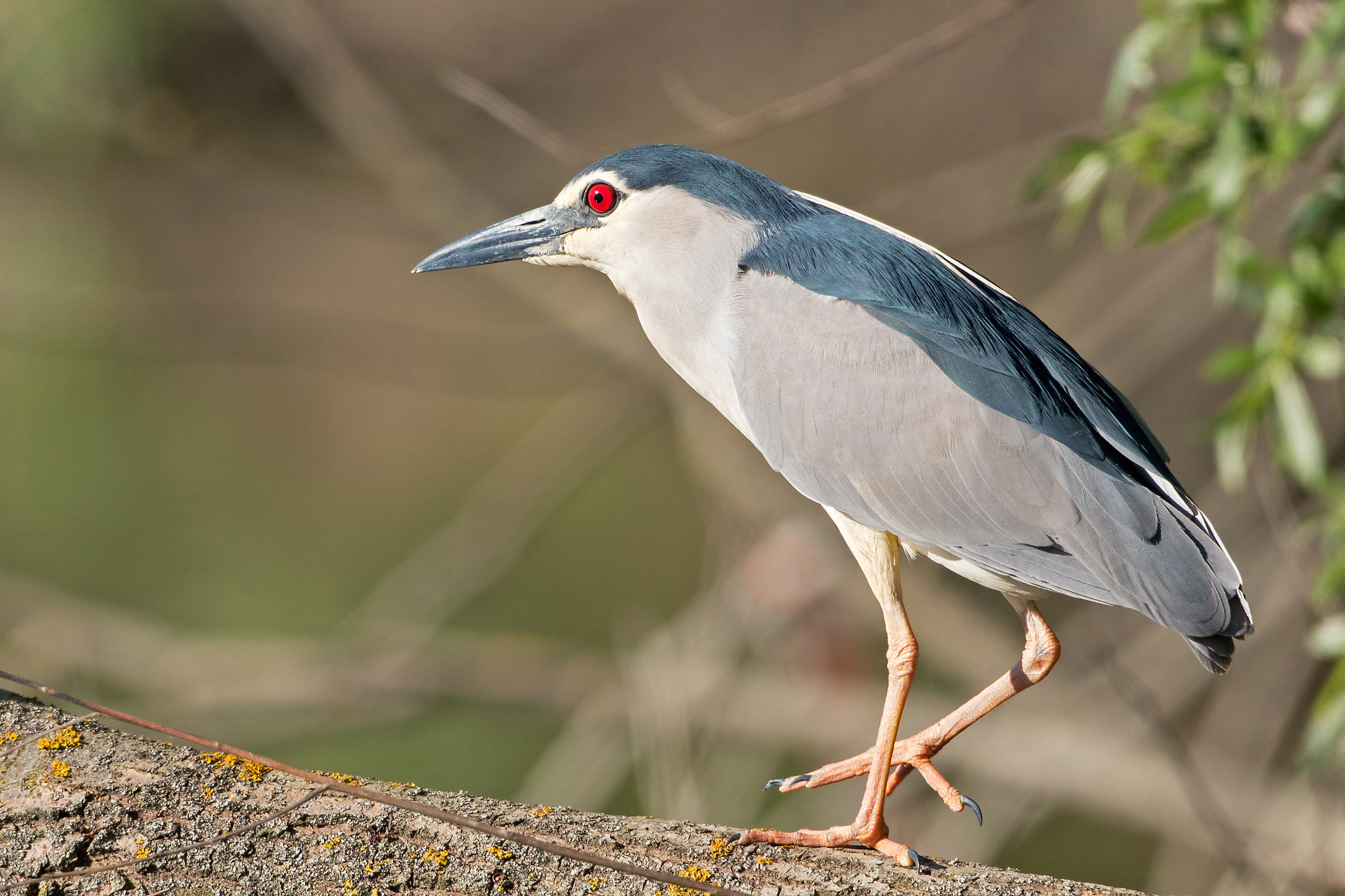 Night Heron
