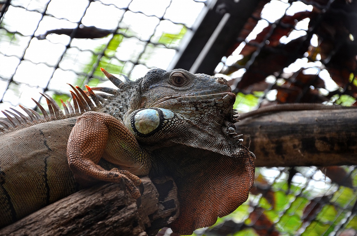 iguana 1