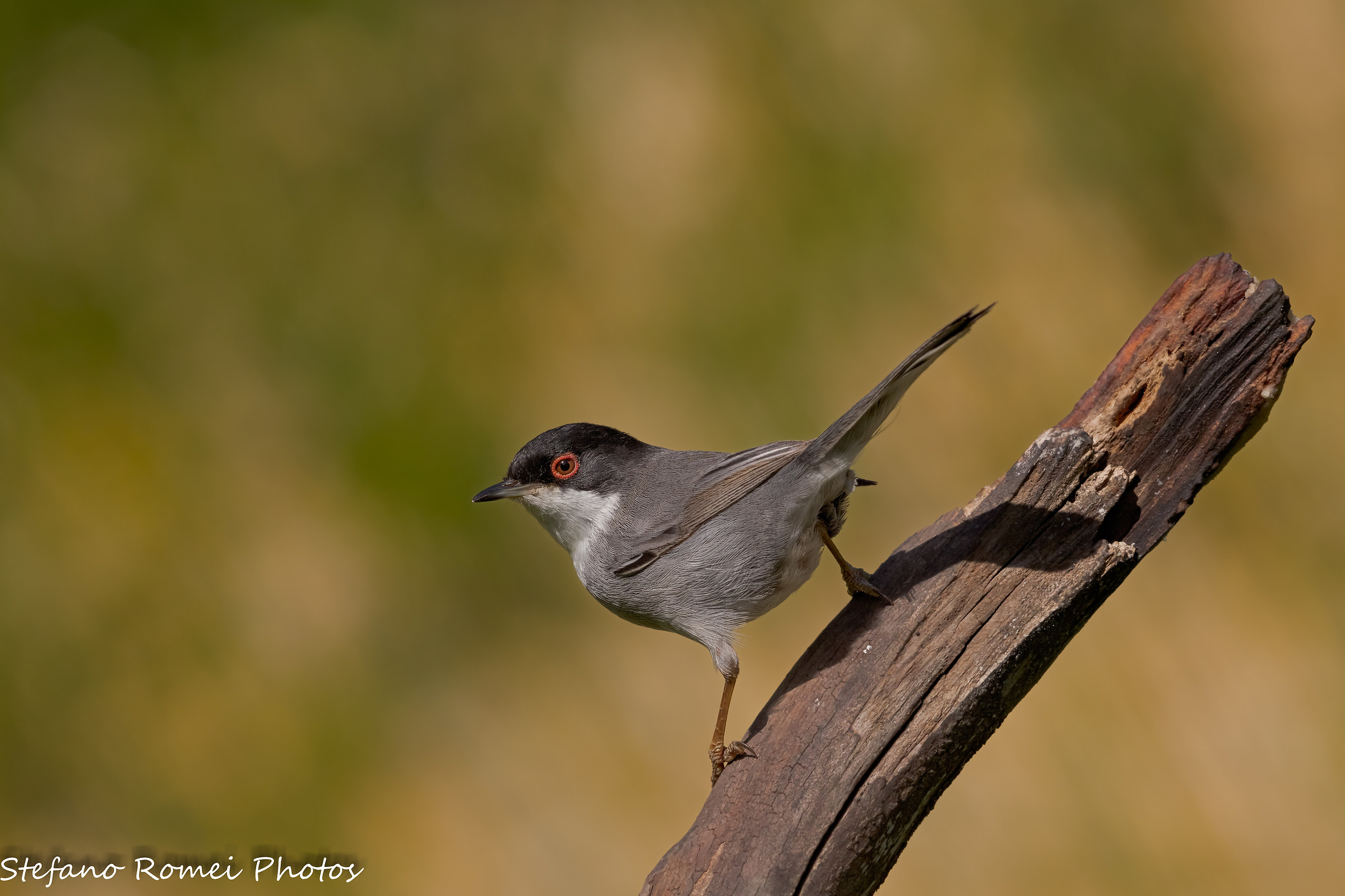 warbler test 5dsr hd5000px