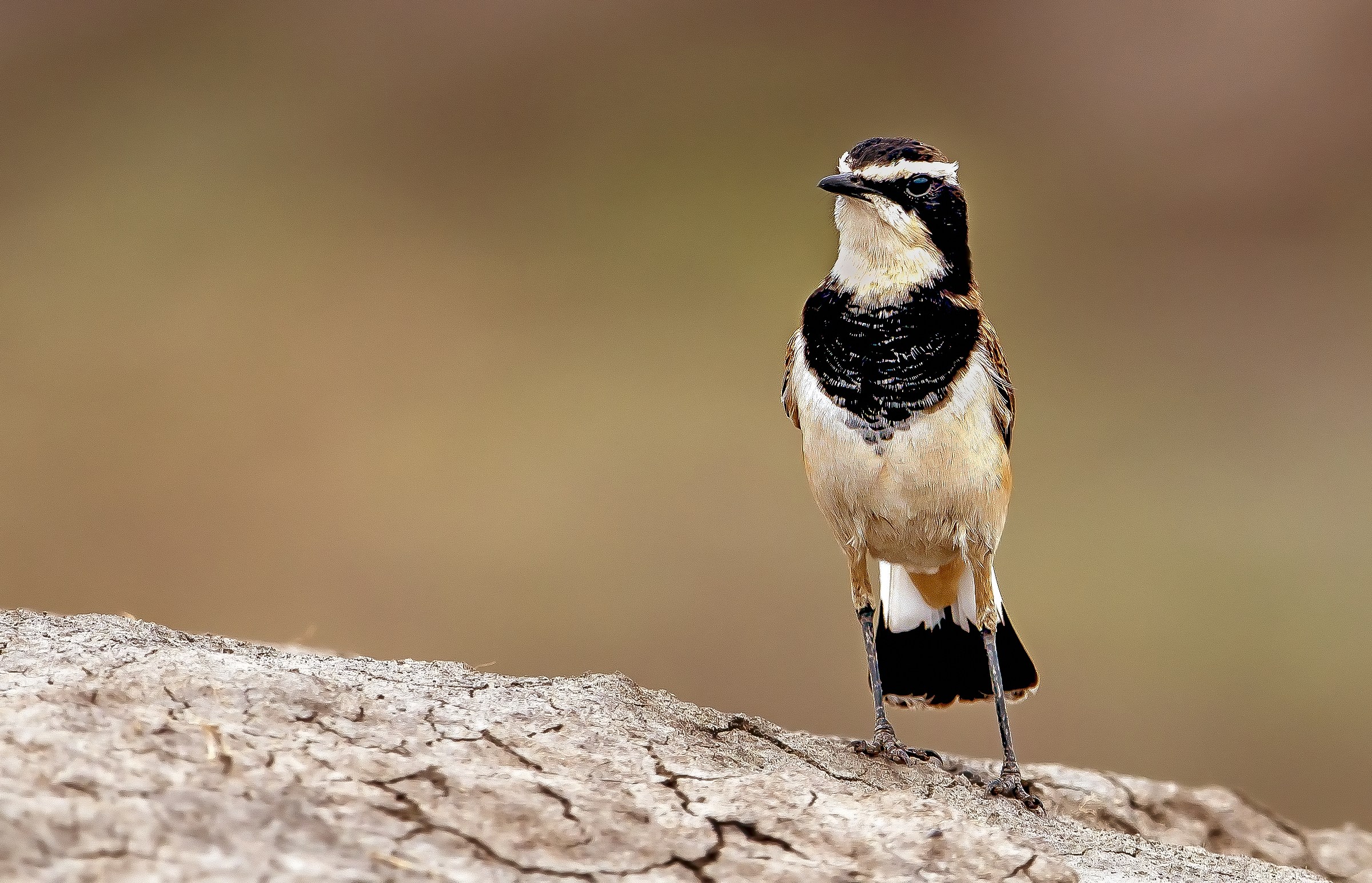 Tanzania 2016 - Capped wheatear (Oenanthe pileata)