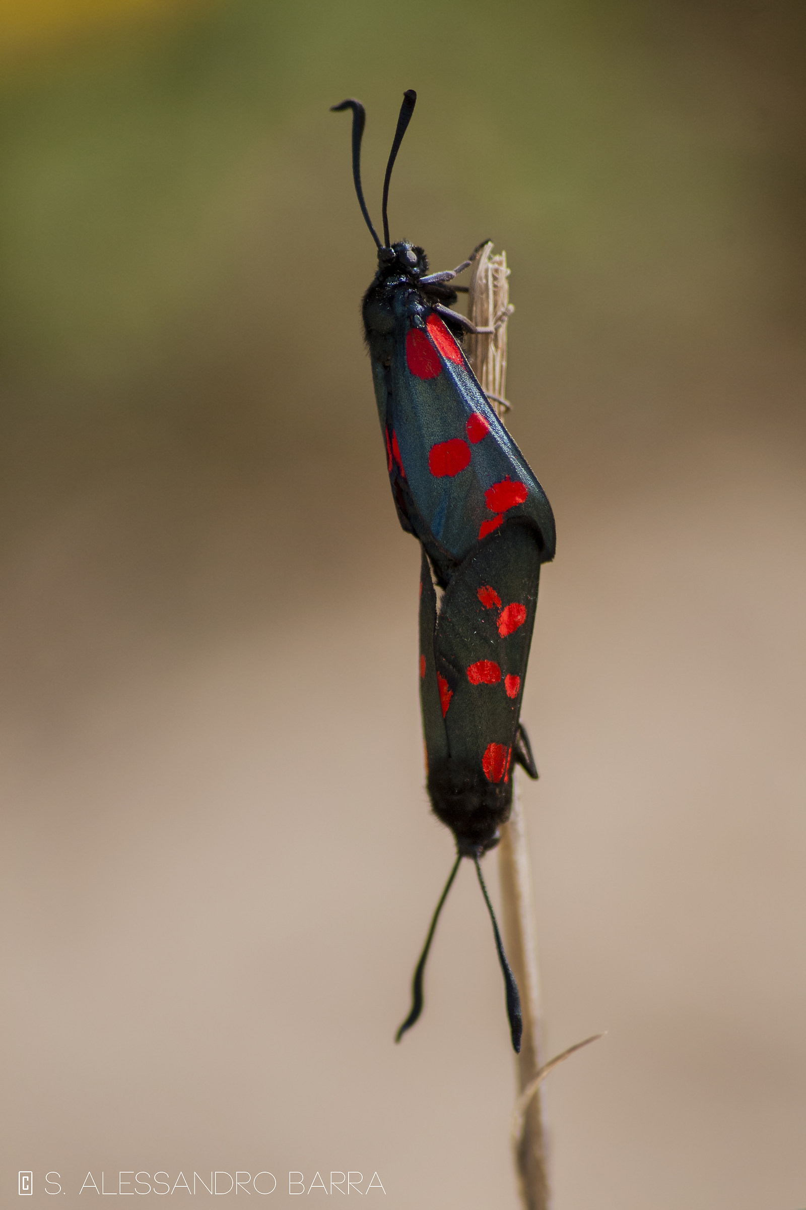 Zygaena filipendulae