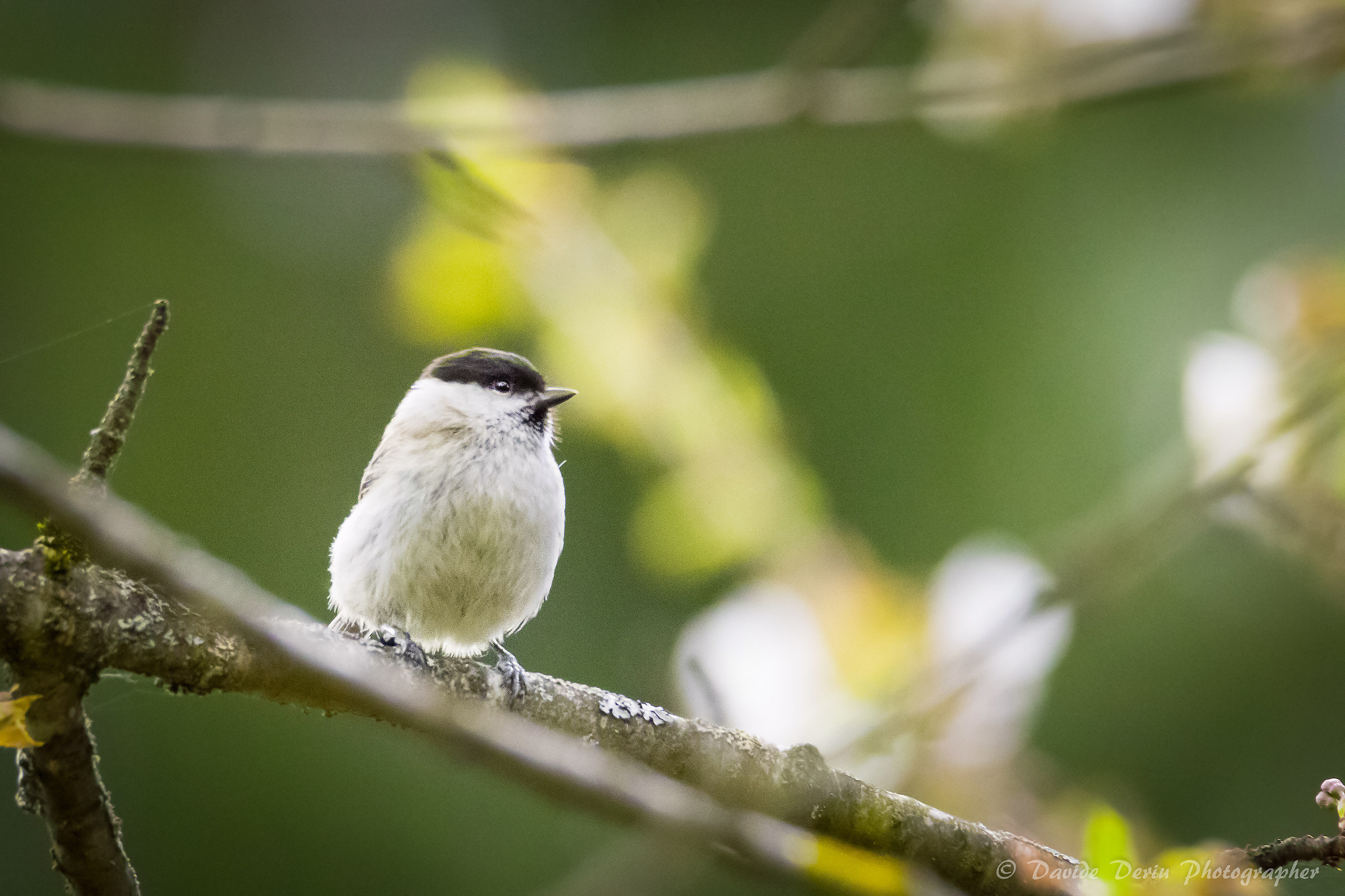 The marsh tit thoughtful