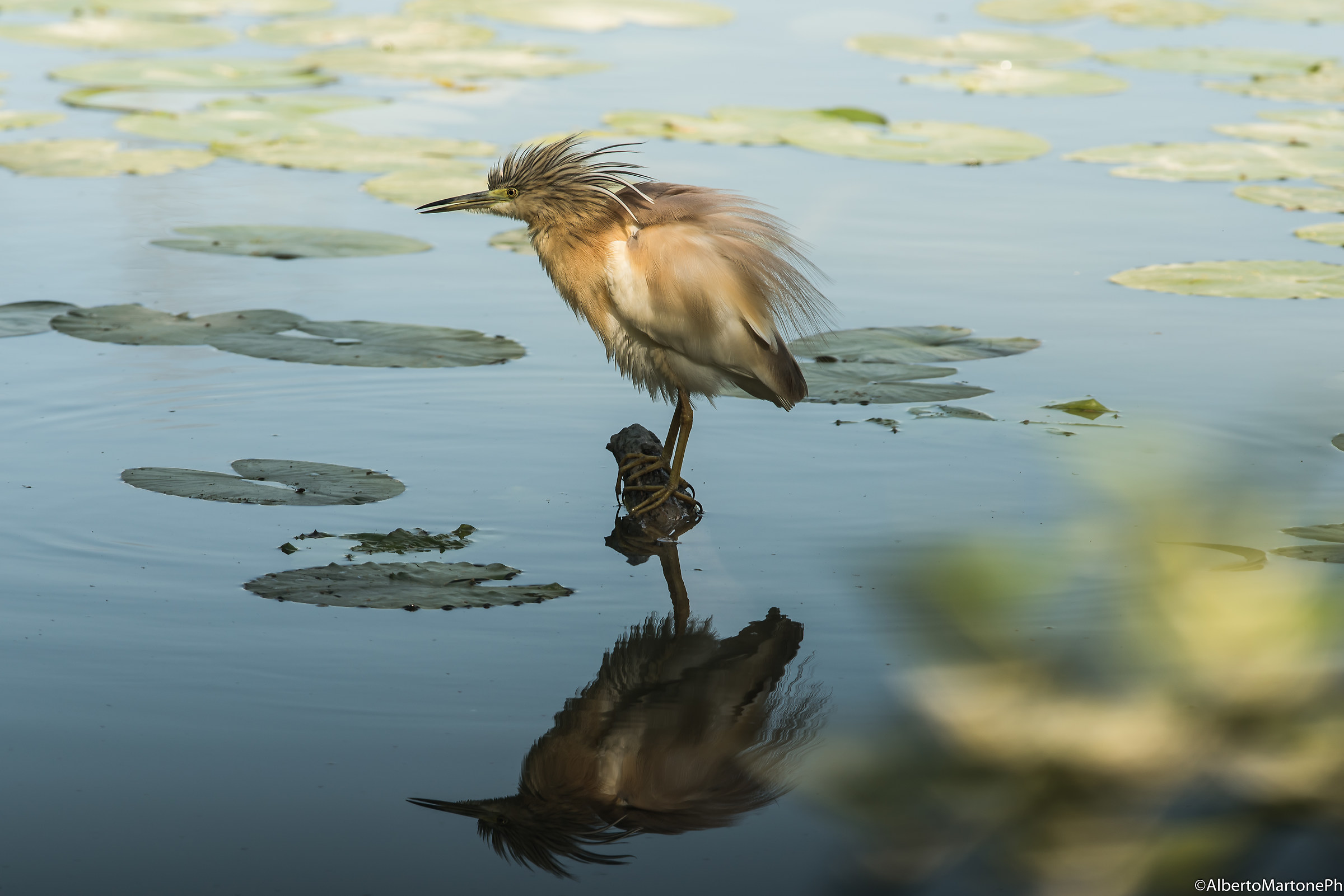 Appena svegliata con le piume da sistemare