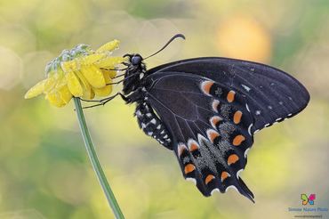 Papilio troilus