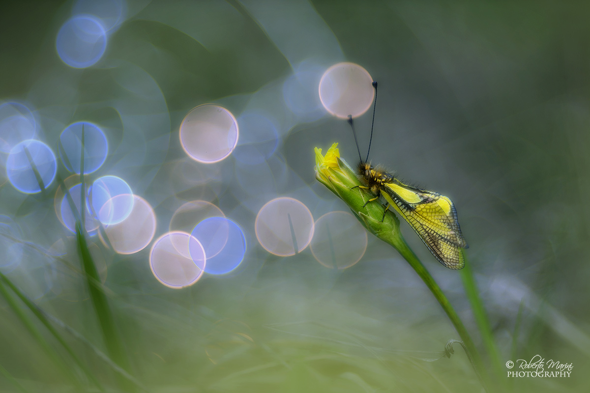 Libelloides coccaius