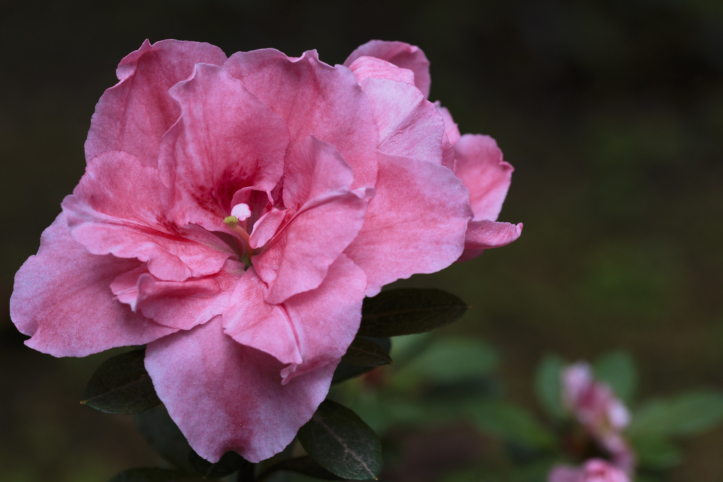 Azalea flower.