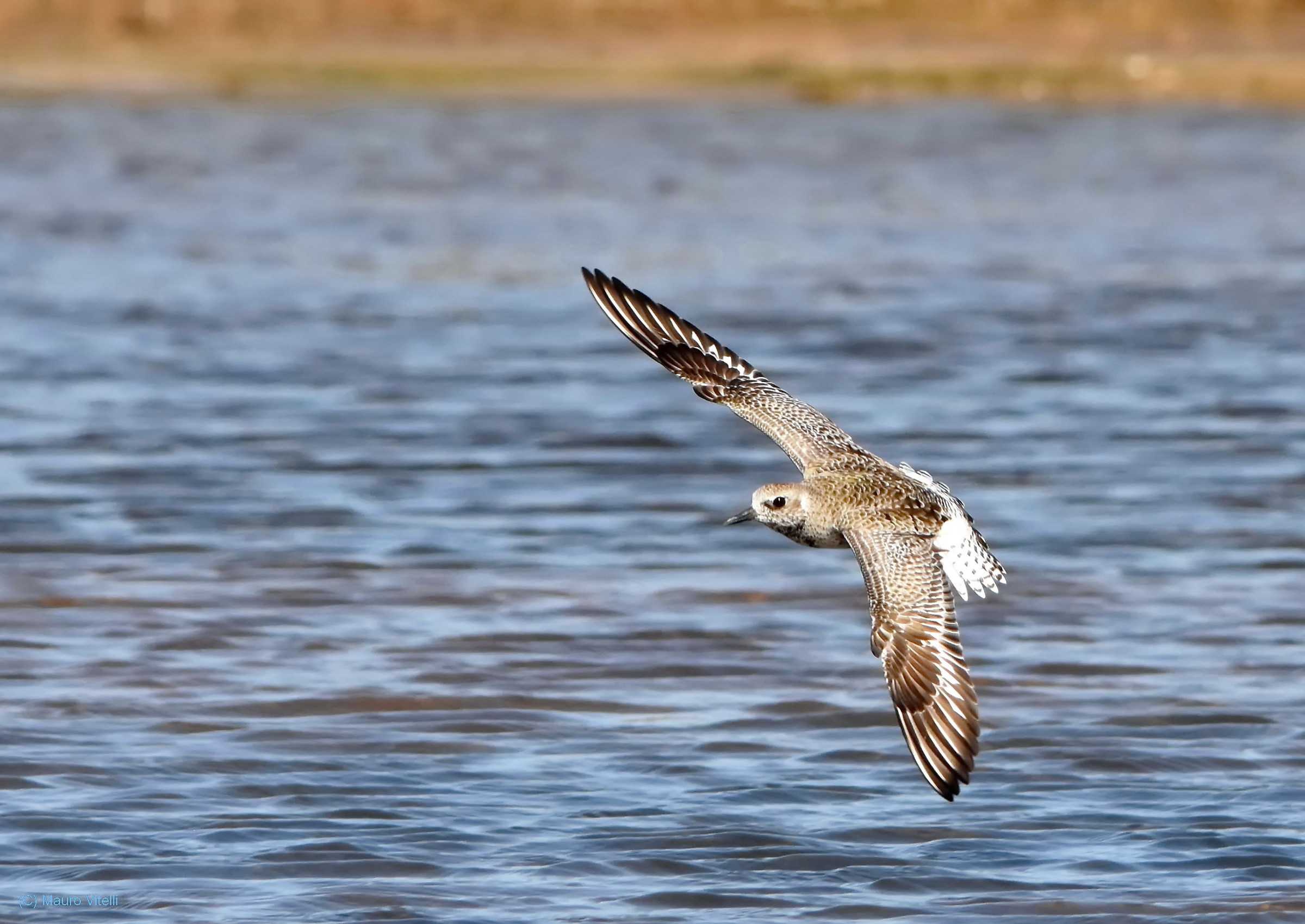 Grey Plover in flight
